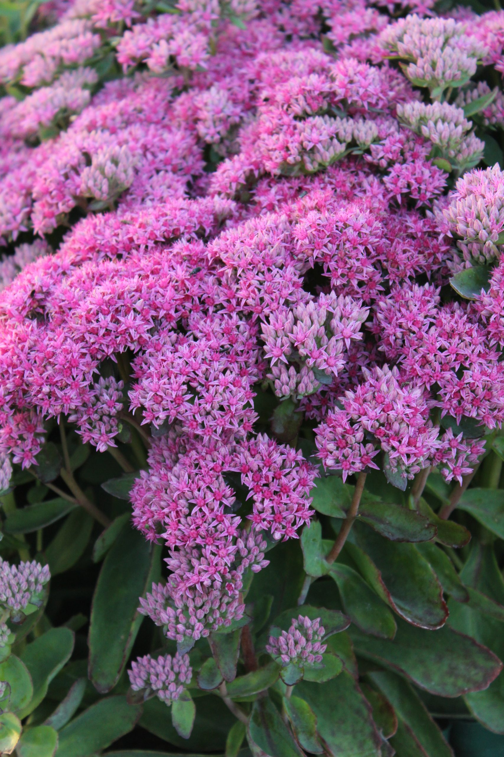 4263_sedum_spectabile_carl_SS_001.jpeg