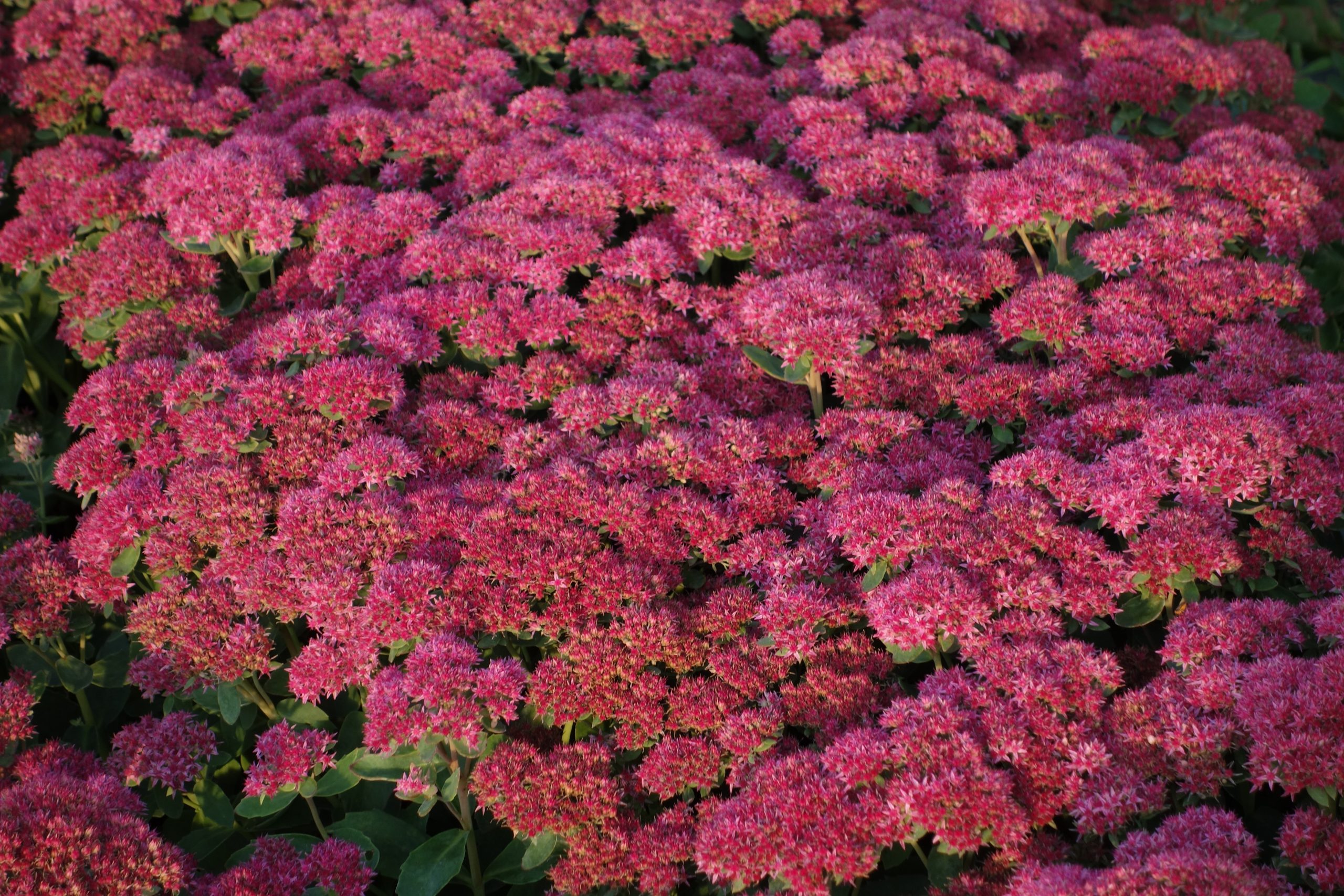 4267_sedum_spectabile_carl_SS_005.jpeg