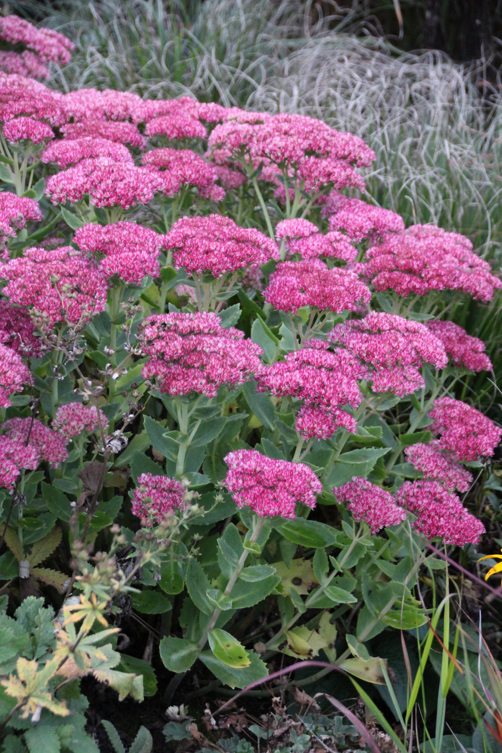 4276_sedum_telephium_herbstfreude_SS_001.jpeg