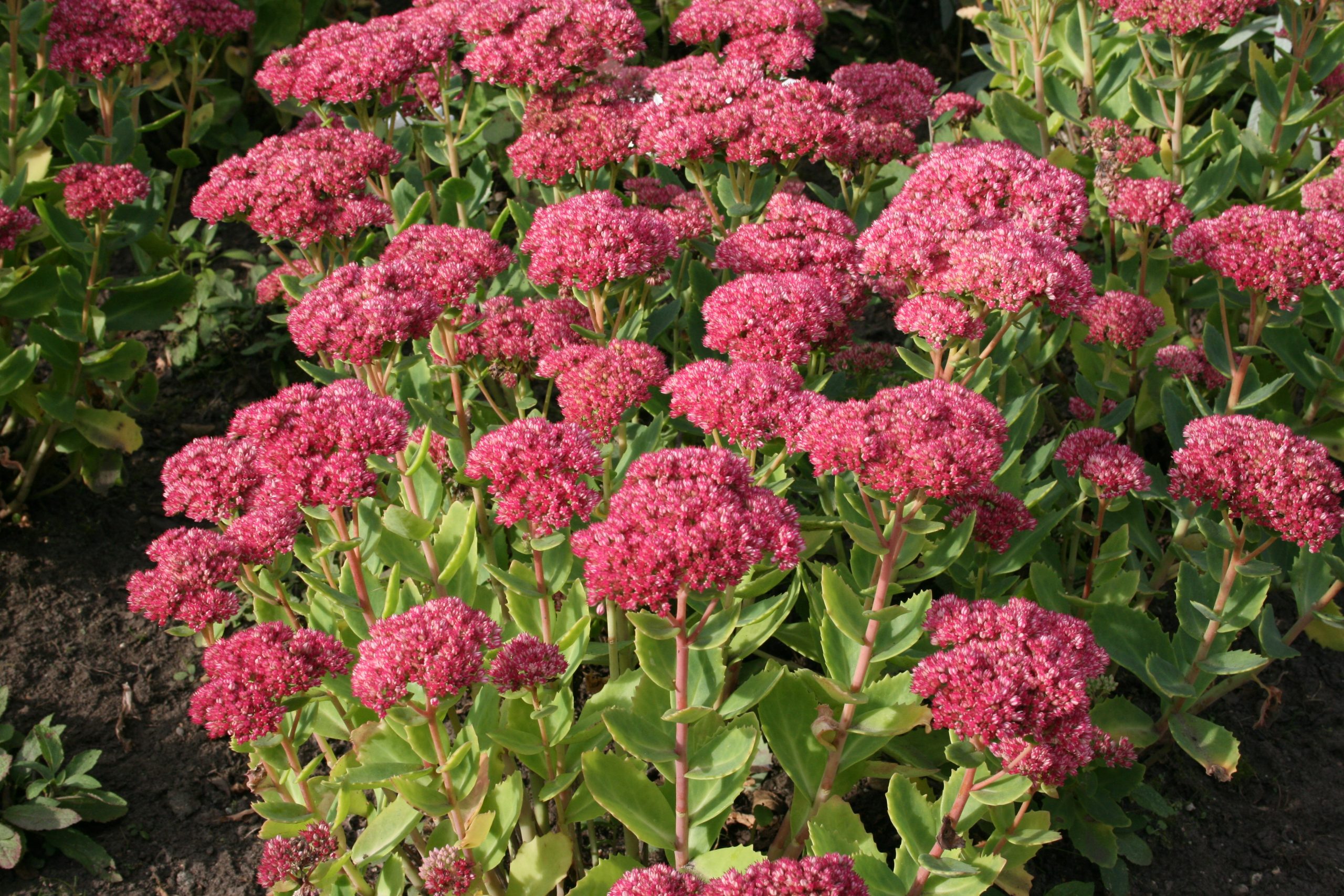 4277_sedum_telephium_herbstfreude_SS_002.jpeg