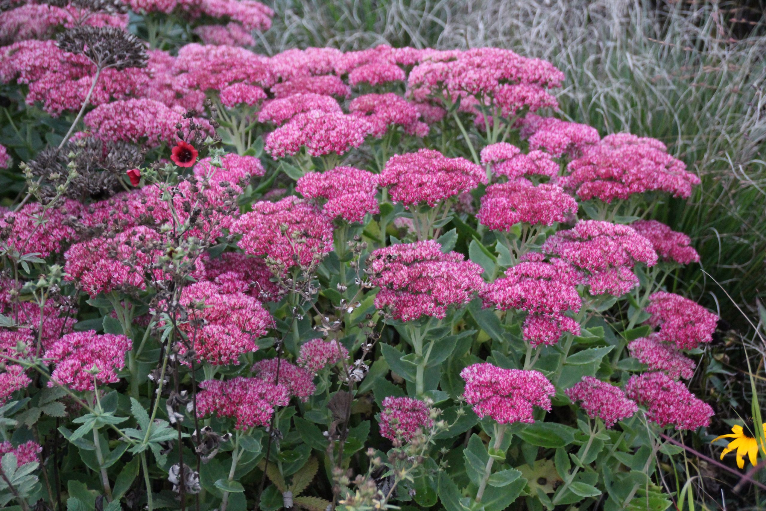4278_sedum_telephium_herbstfreude_SS_003.jpeg