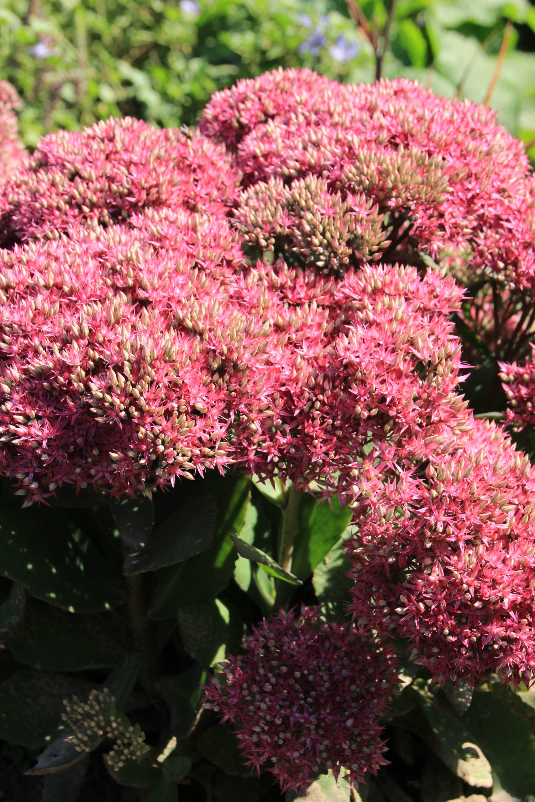 4282_sedum_telephium_mr_goodbud_SS_002.jpeg