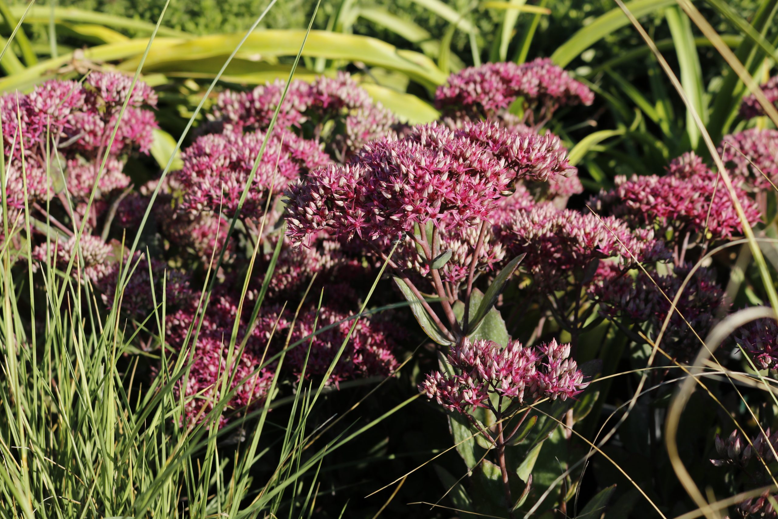 4283_sedum_telephium_mr_goodbud_XS_003.jpeg