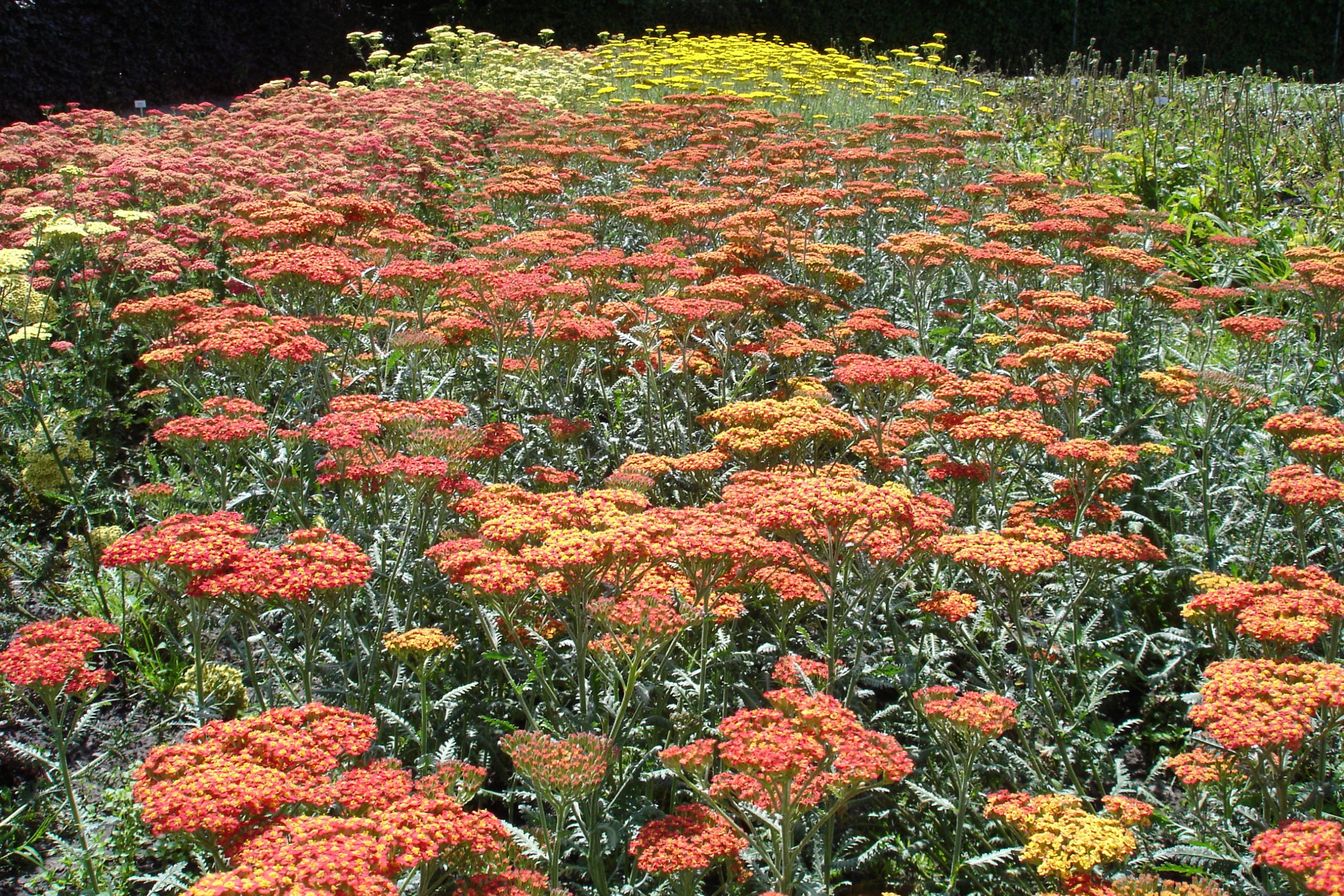 42_achillea_filipendulina_walter_funcke_SS_001.jpeg