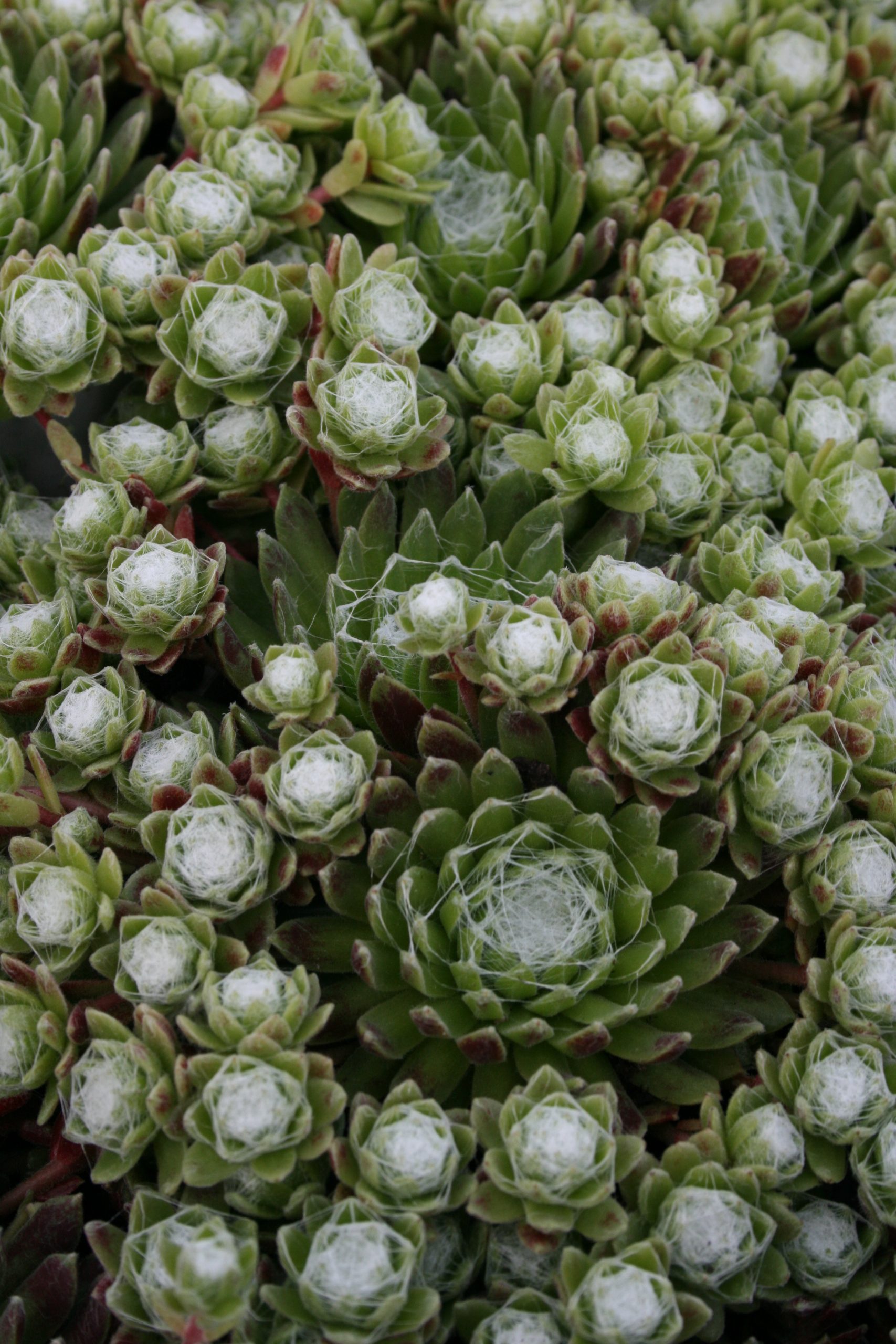 4300_sempervivum_arachnoideum_SS_001.jpeg