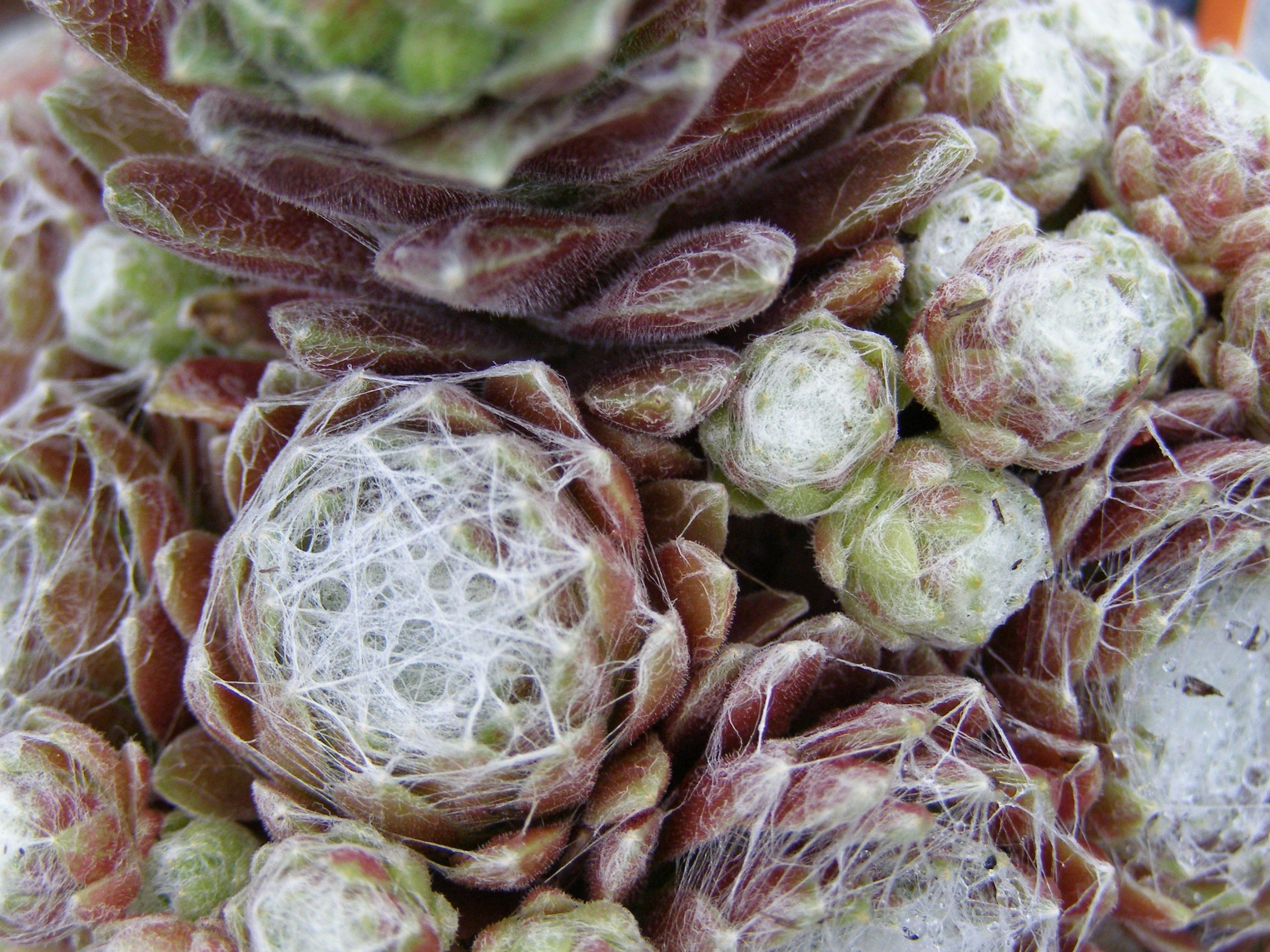 4304_sempervivum_arachnoideum_XS_006.jpeg
