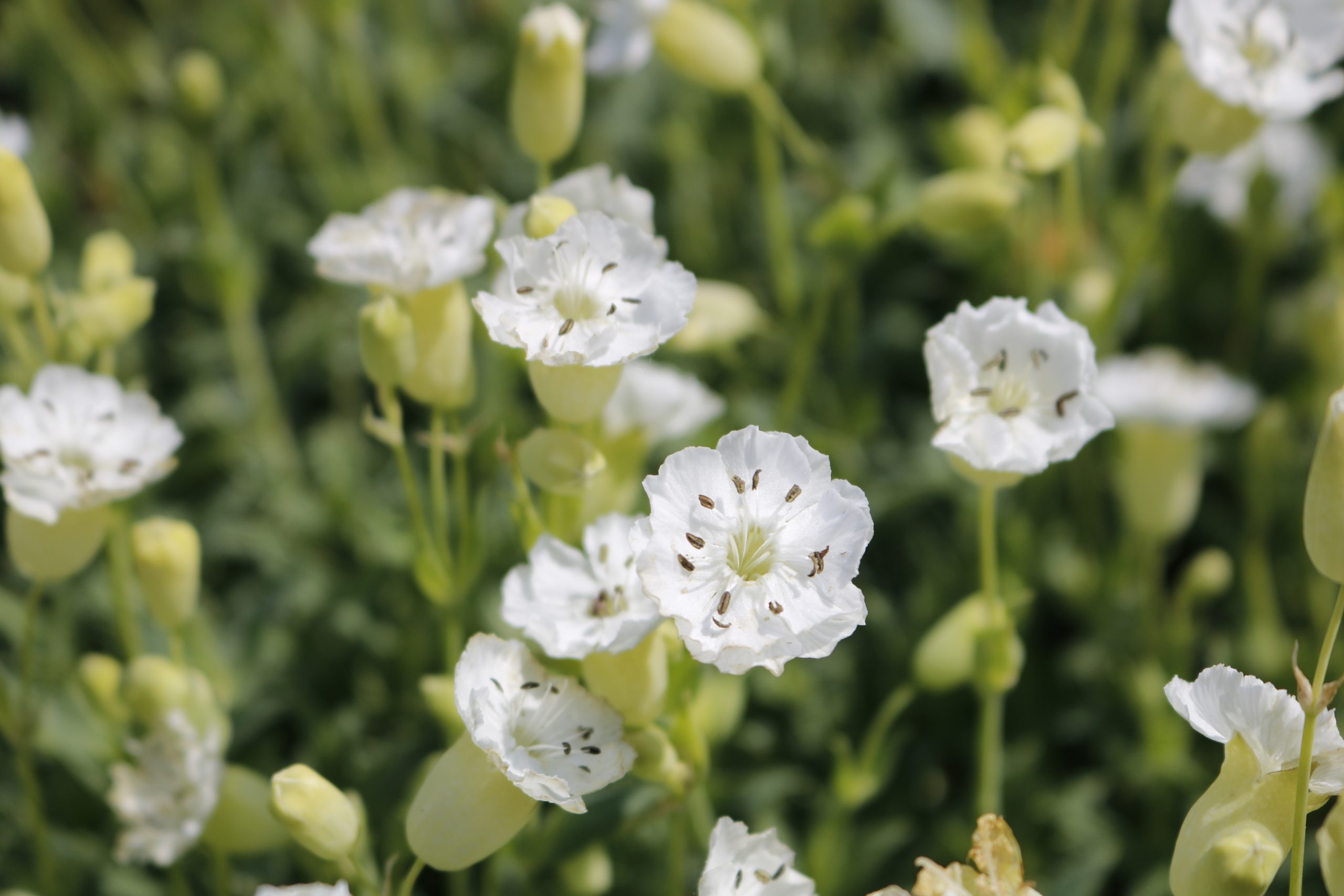 4333_silene_uniflora_weisskehlchen_XS_004.jpeg
