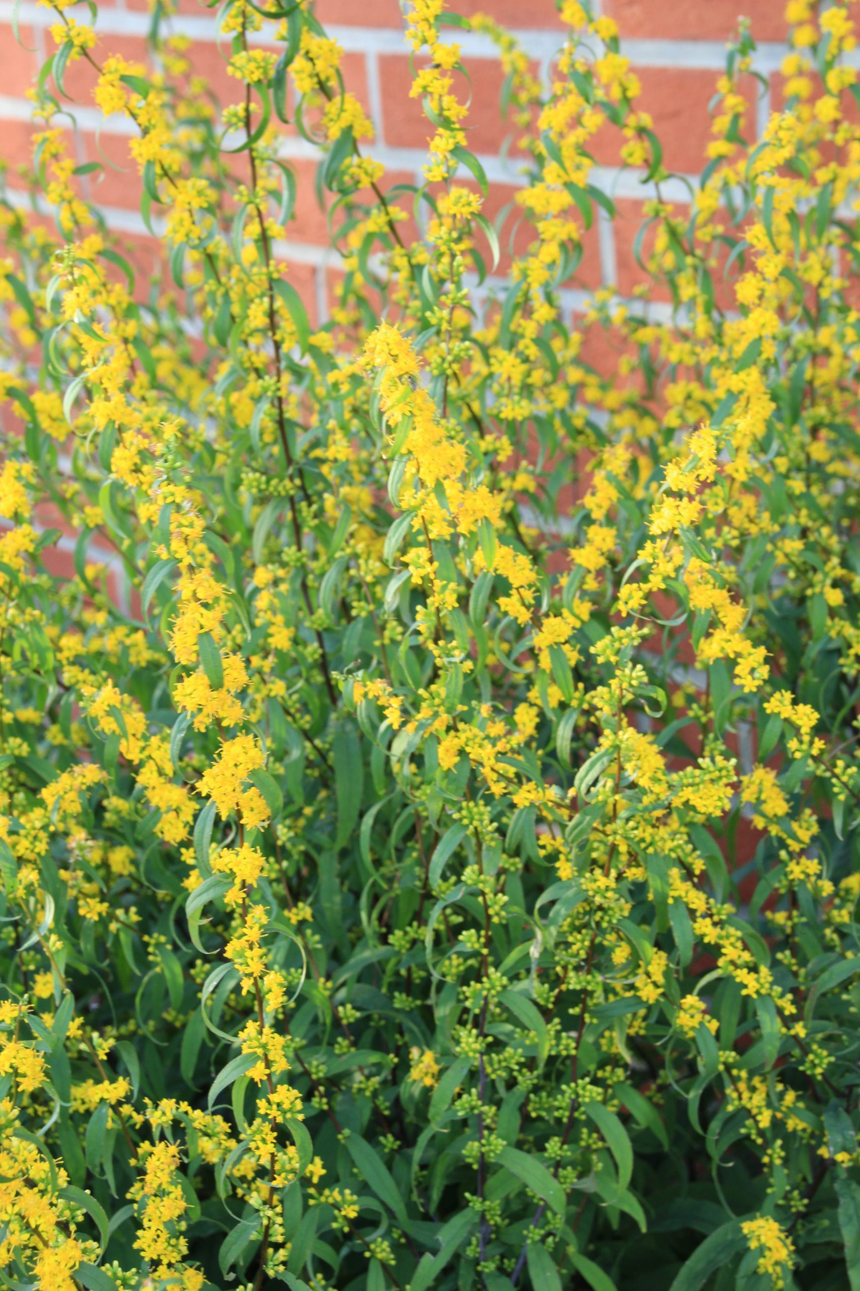 4345_solidago_caesia_SS_001.jpeg