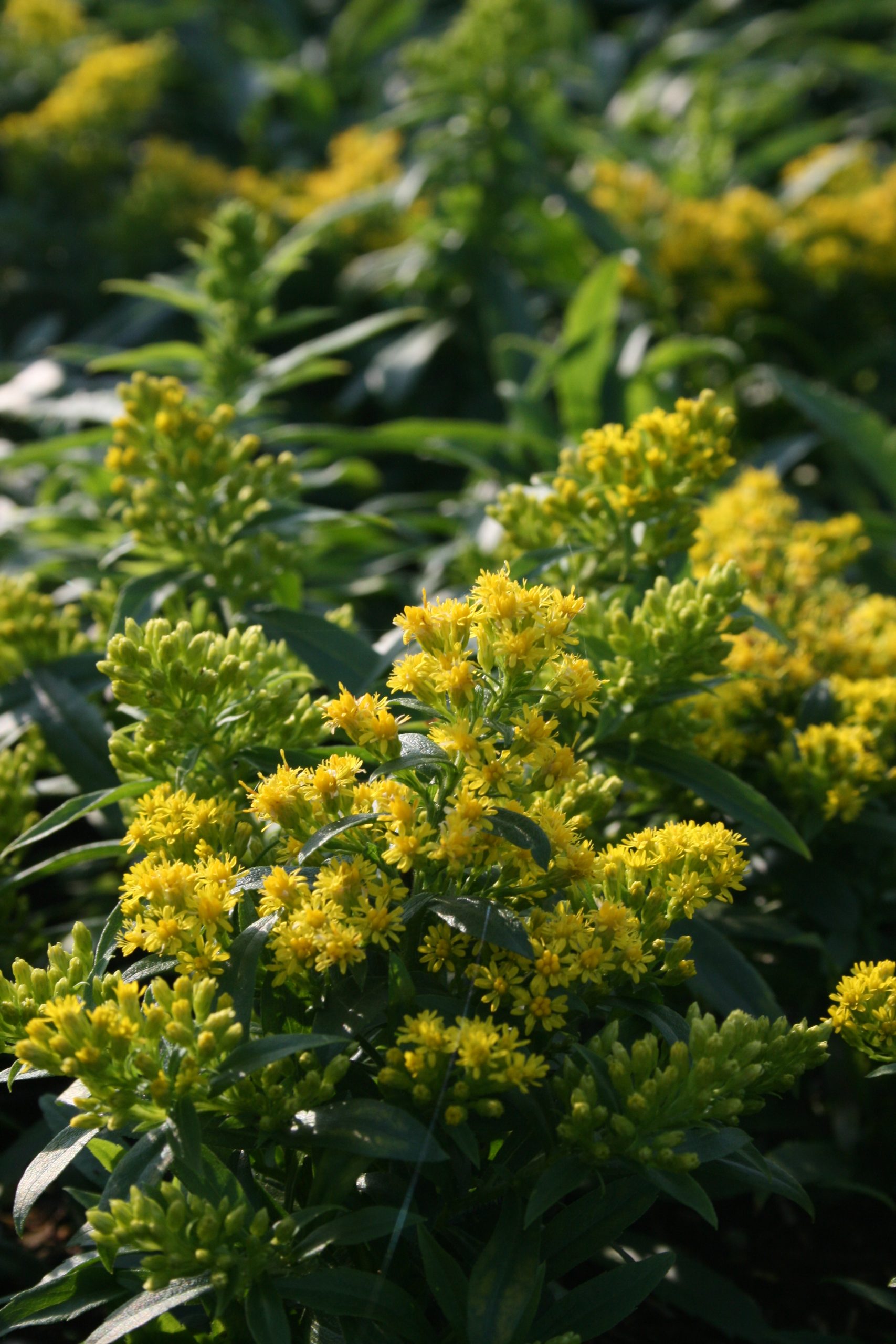 4349_solidago_cultorum_laurin_SS_001.jpeg