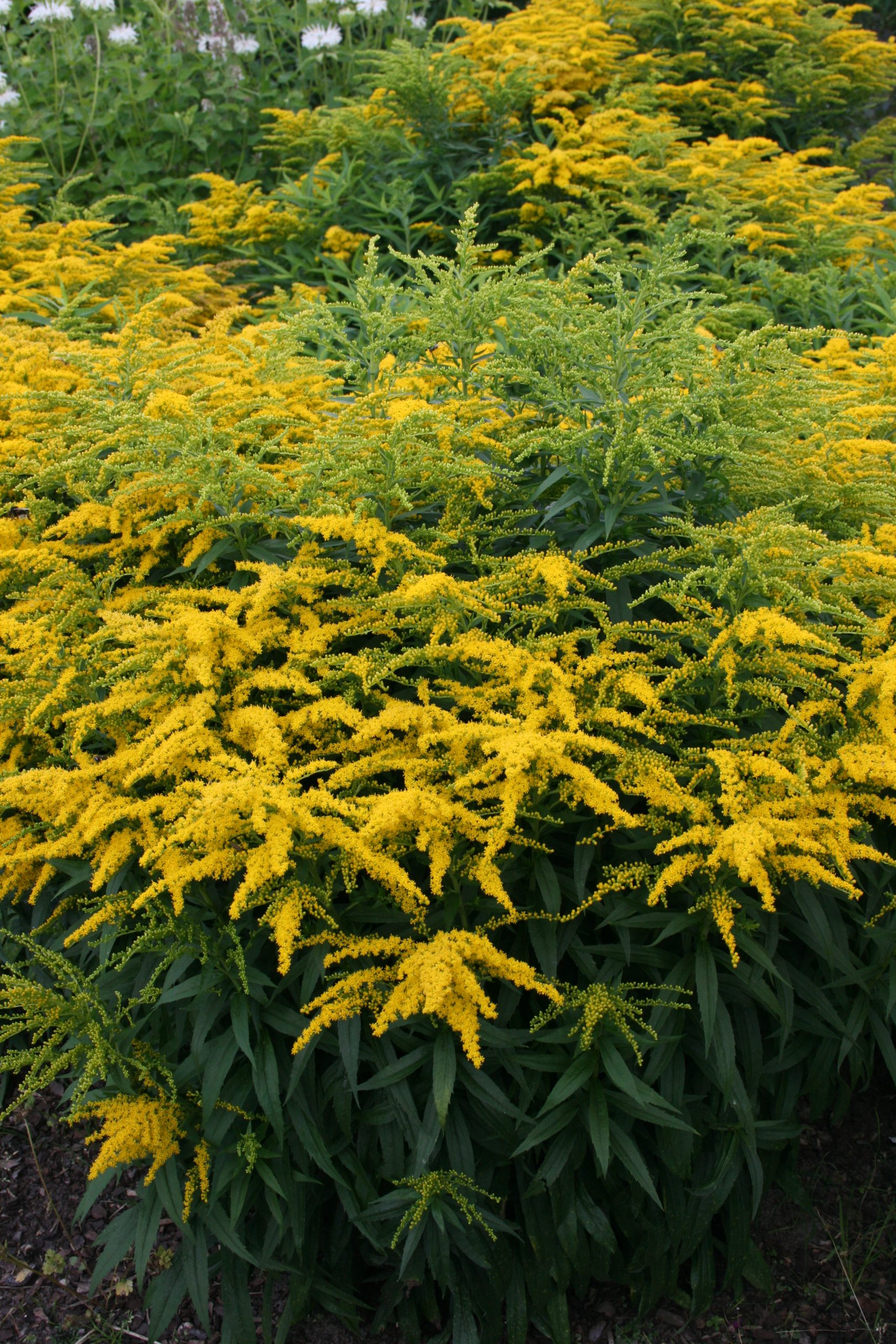 4351_solidago_cultorum_strahlenkrone_SS_002.jpeg