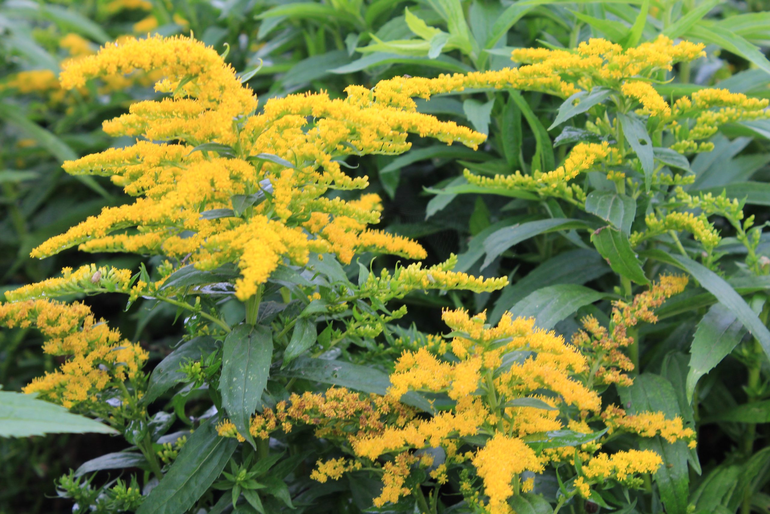 4352_solidago_cultorum_strahlenkrone_SS_003.jpeg