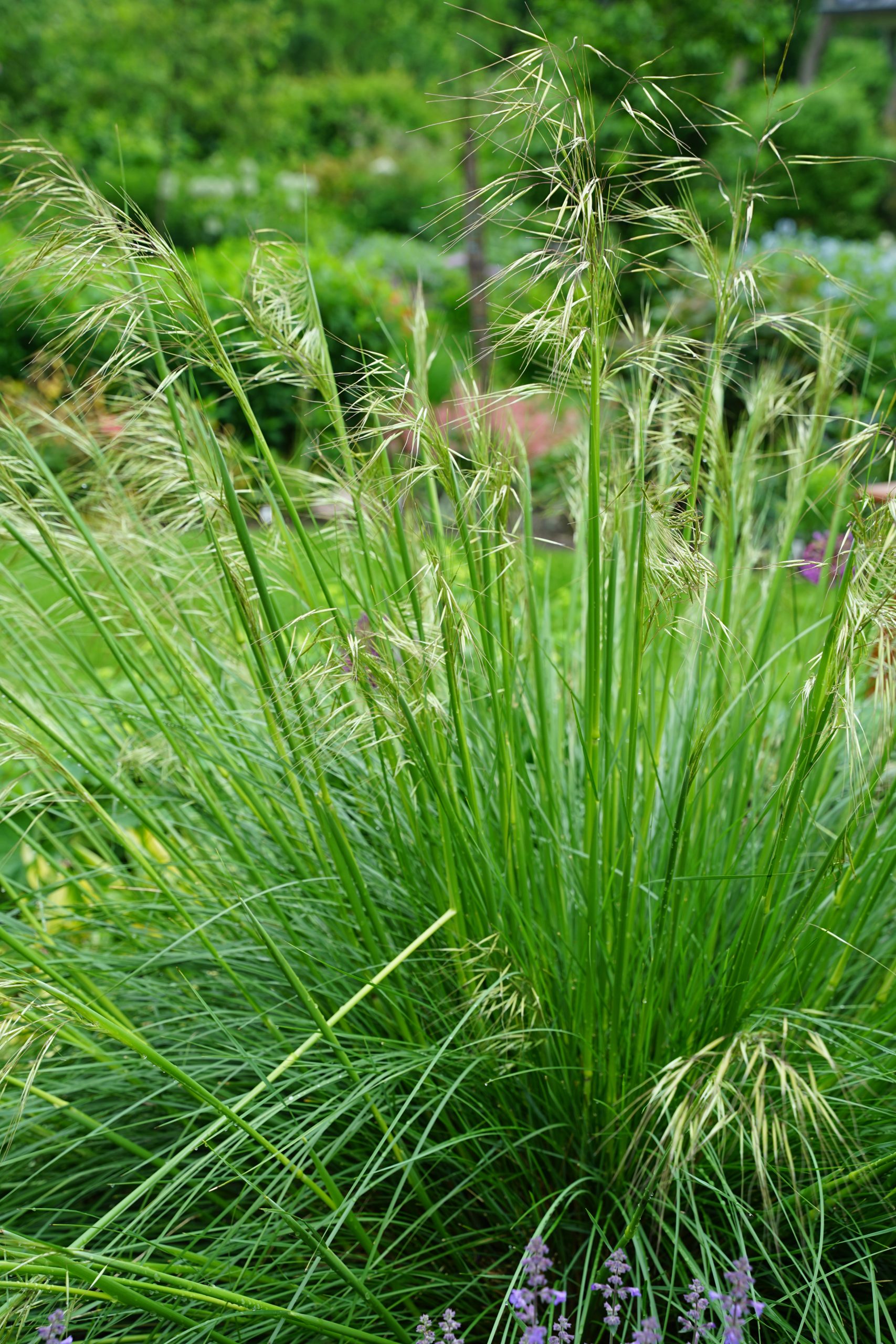 4392_stipa_gigantea_SS_003.jpg