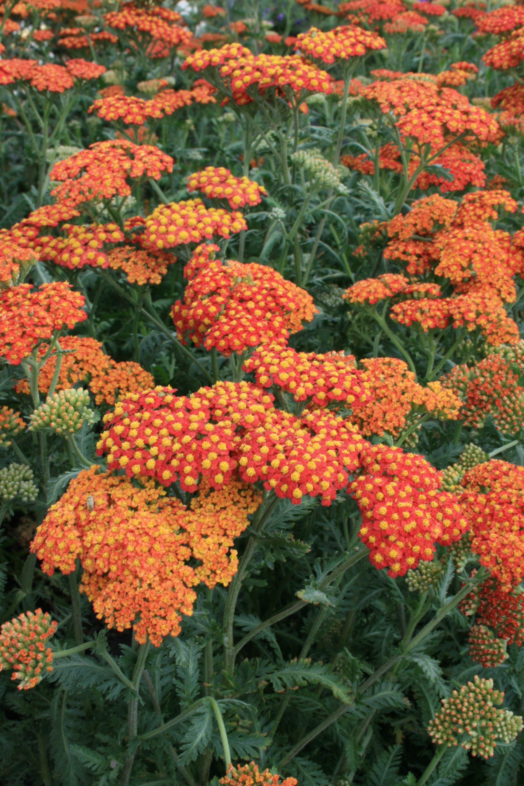 43_achillea_filipendulina_walter_funcke_SS_002.jpeg