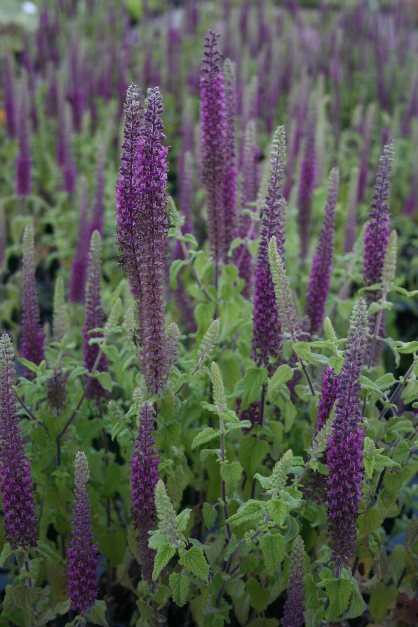 4439_teucrium_hyrcanicum_paradise_delight_SS_001.jpeg