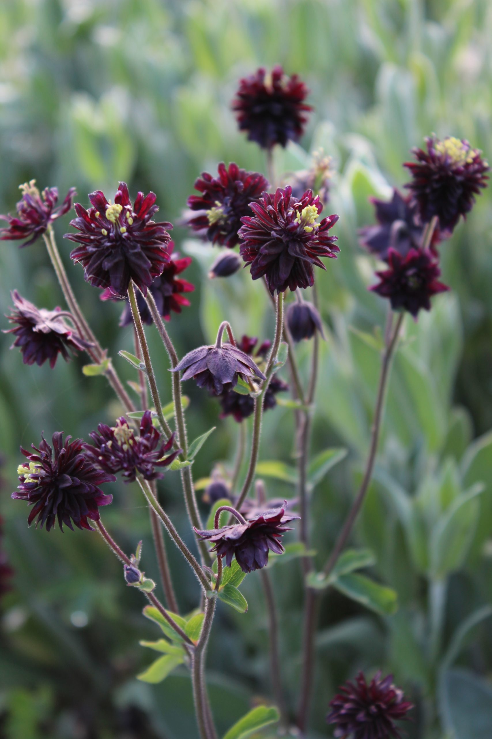 443_aquilegia_cultorum_black_barlow_SS_002.jpeg