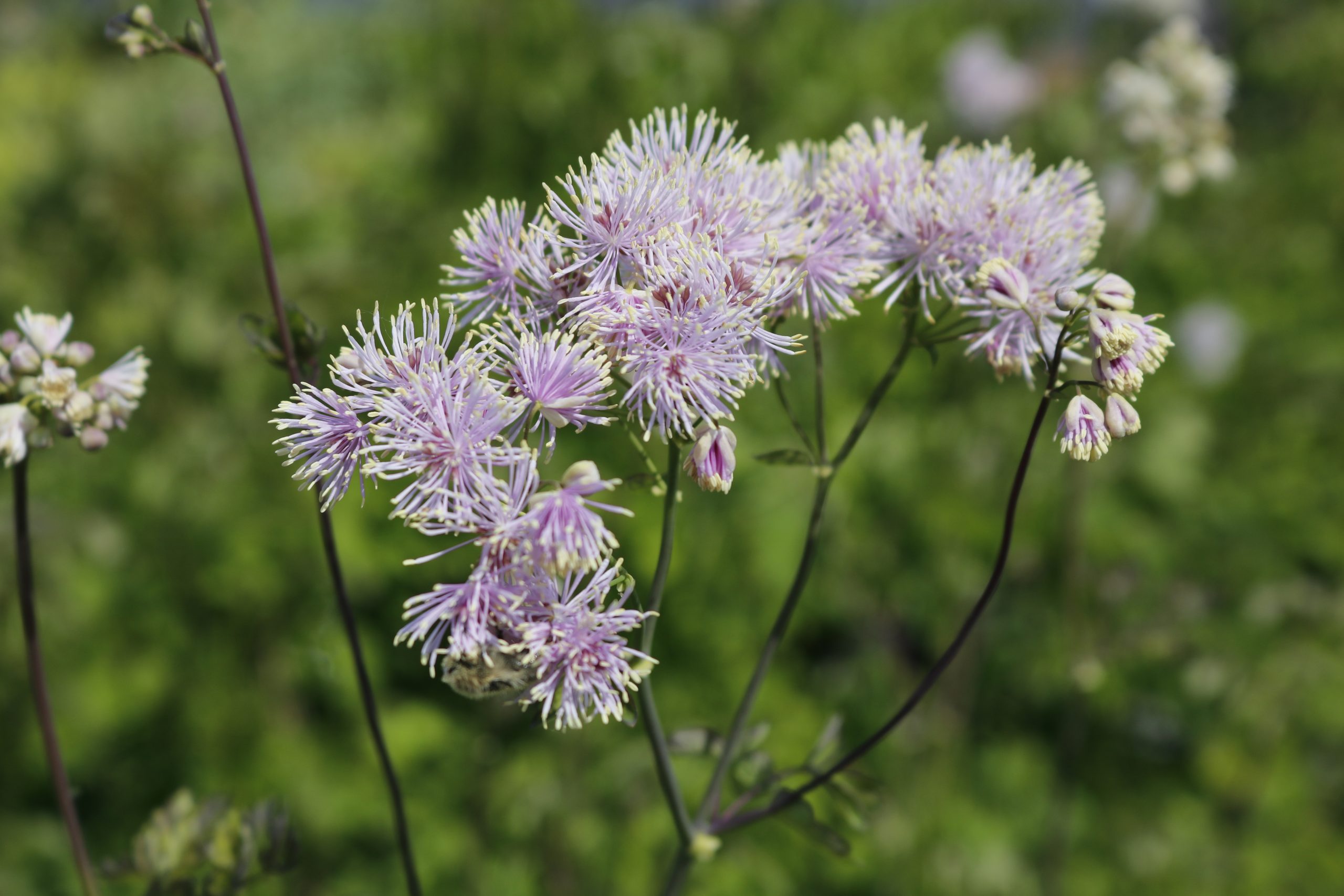 4445_thalictrum_aquilegifolium_XS_001.jpeg