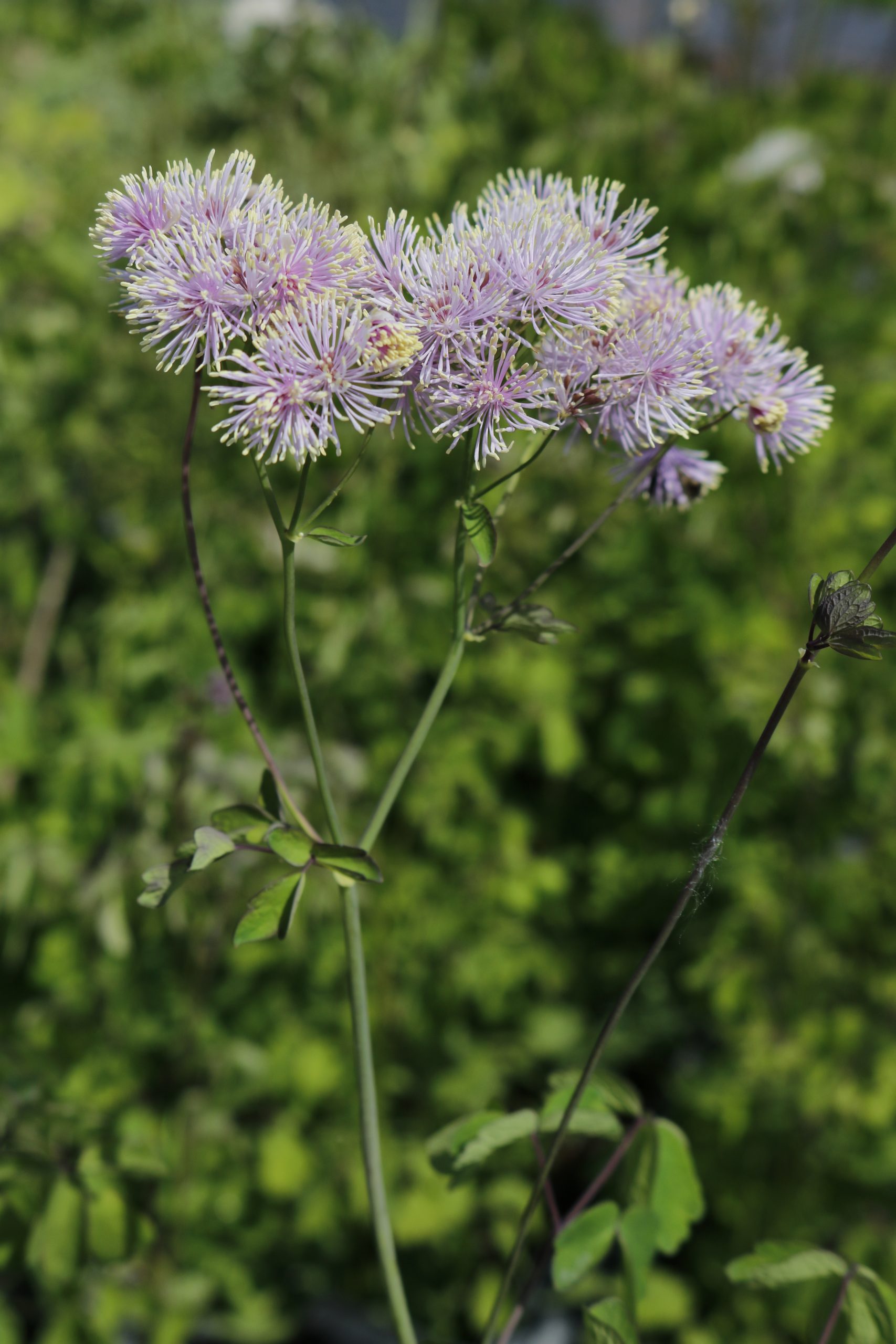 4446_thalictrum_aquilegifolium_XS_002.jpeg
