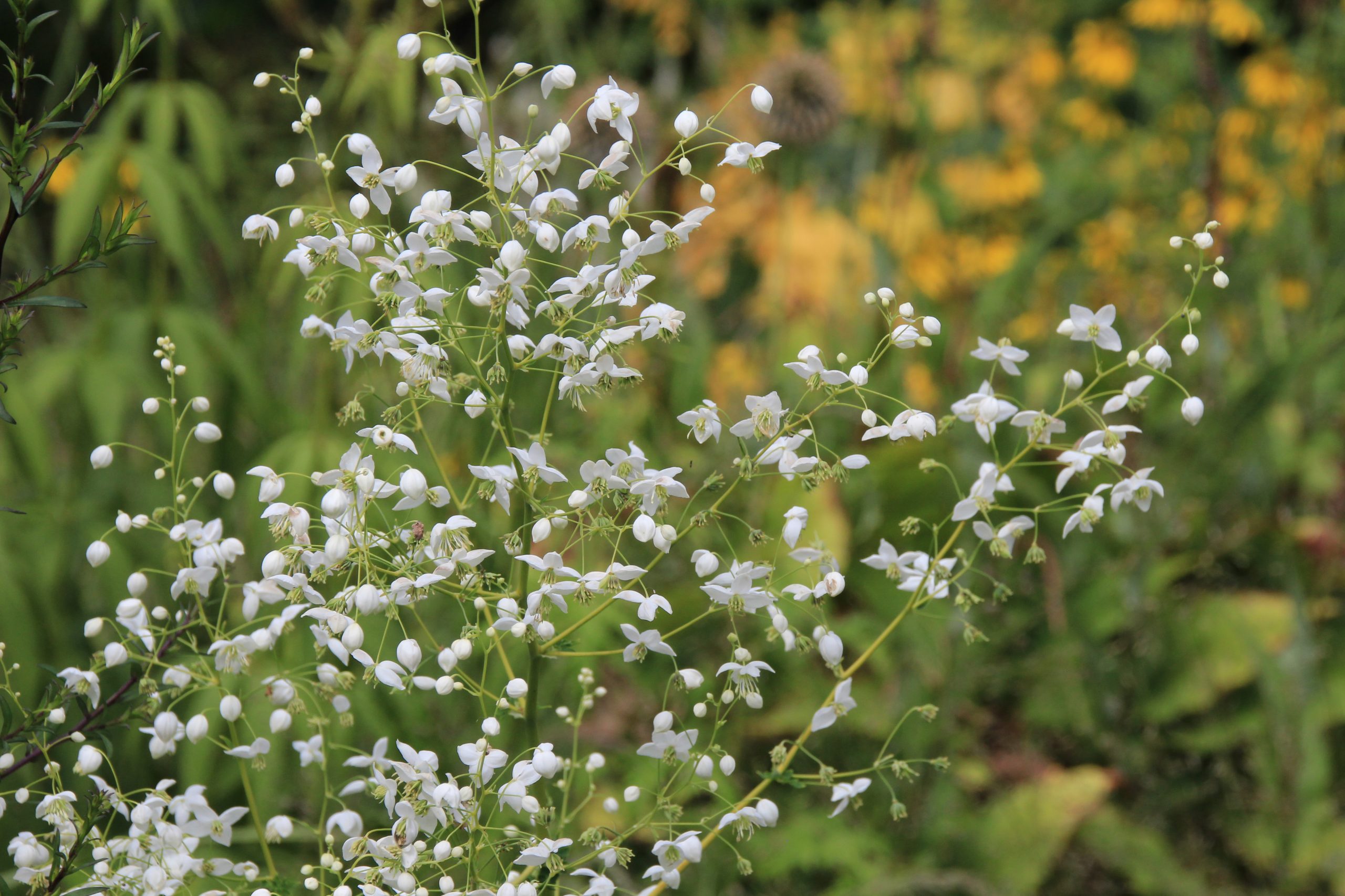 4459_thalictrum_delavayi_splendide_white_SS_002-1.jpeg
