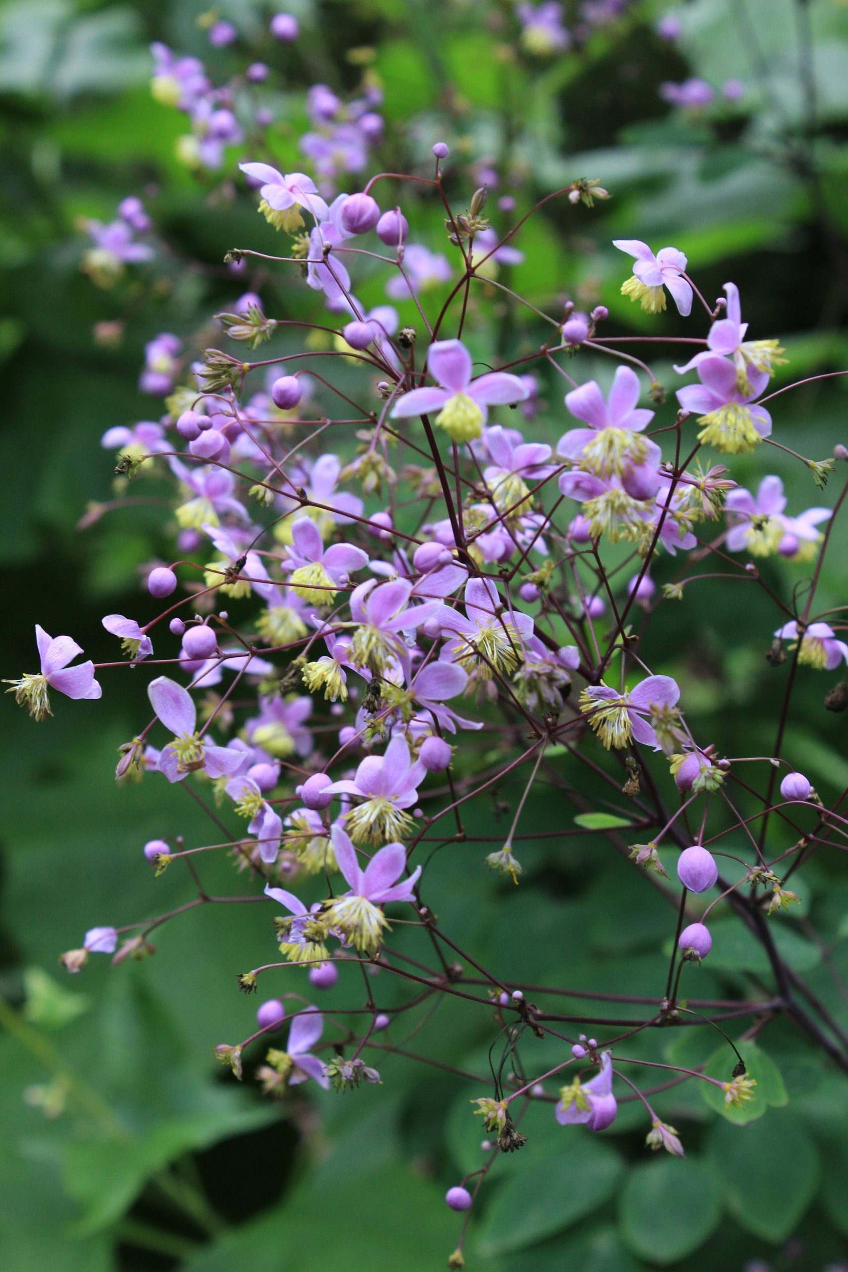 4468_thalictrum_rochebrunianum_SS_001-1.jpeg