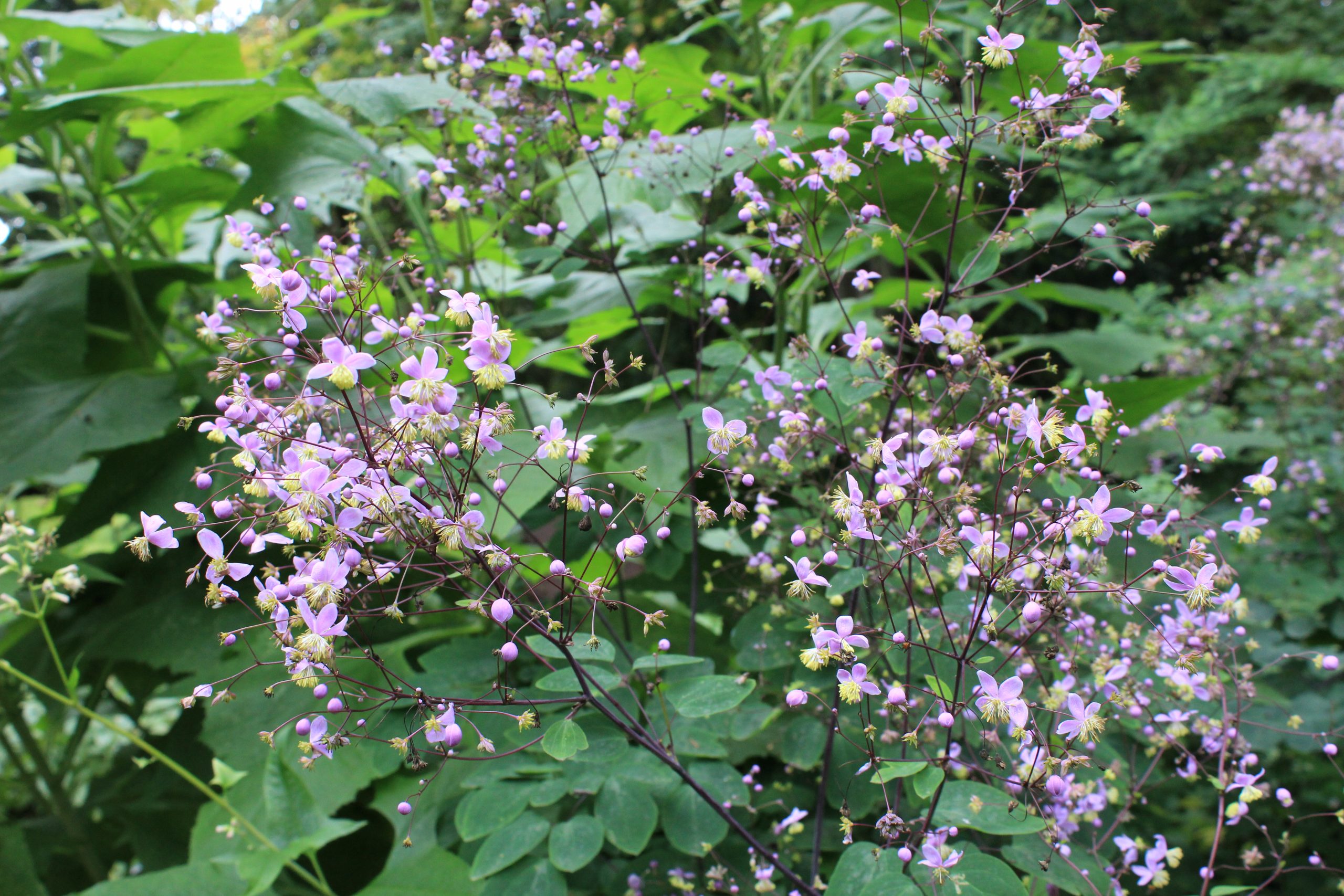 4469_thalictrum_rochebrunianum_SS_002-1.jpeg