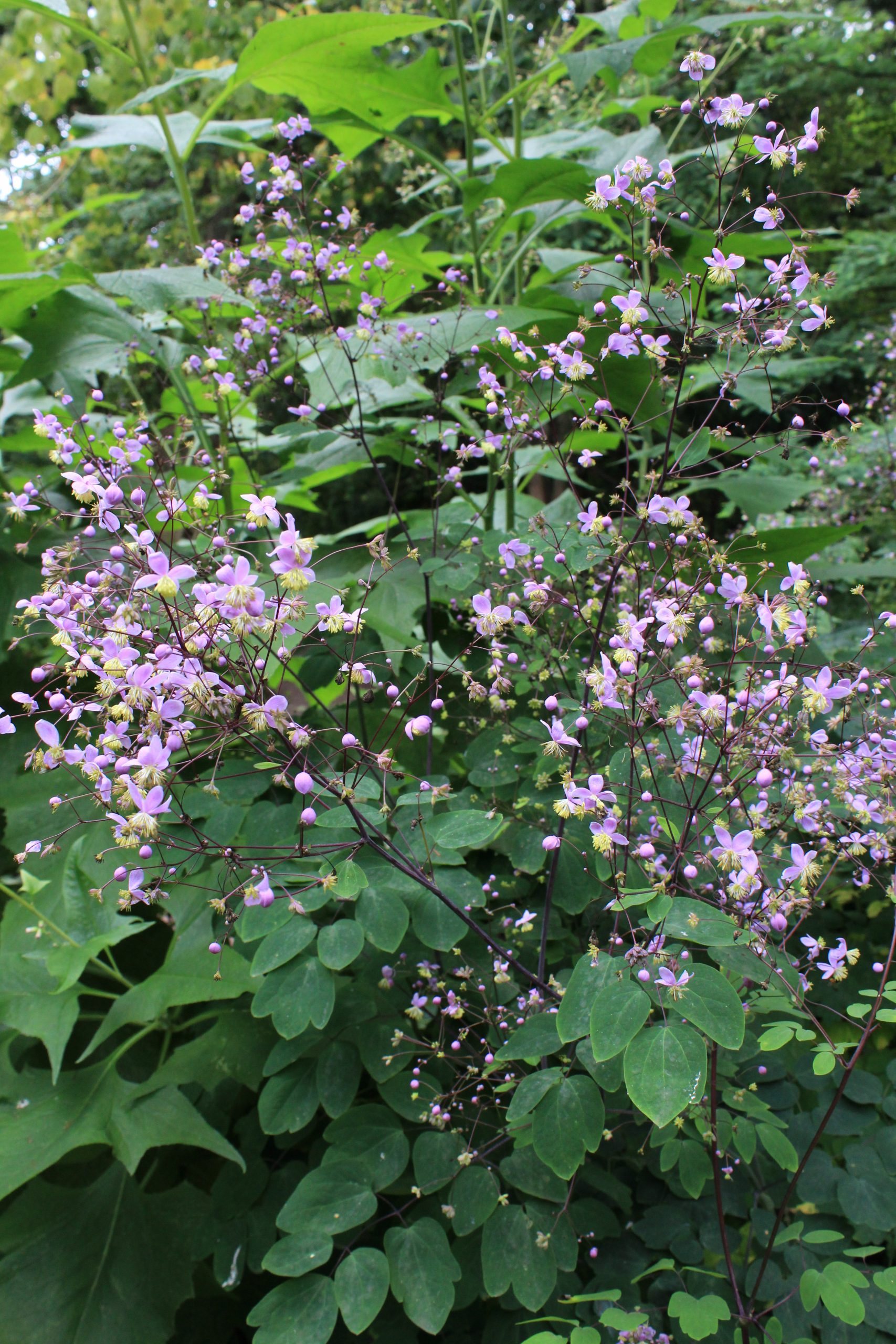 4470_thalictrum_rochebrunianum_SS_003-1.jpeg