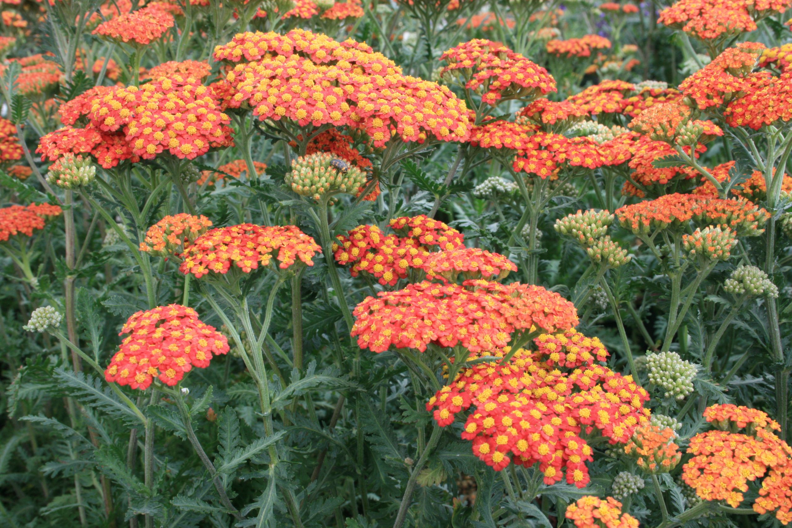 44_achillea_filipendulina_walter_funcke_SS_003.jpeg