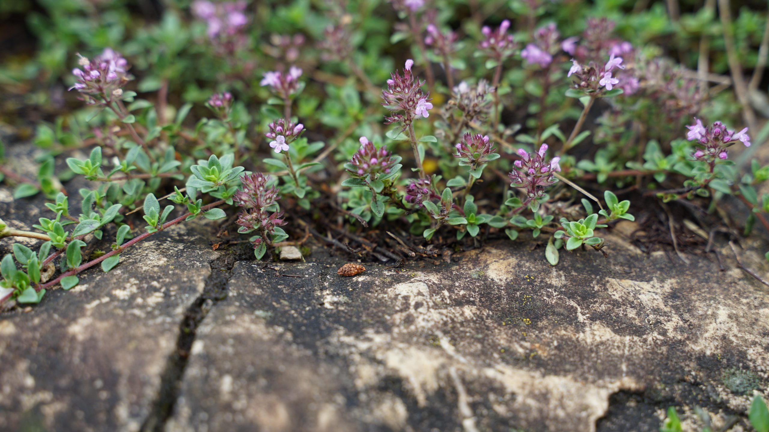 4501_thymus_serpyllum_SS_003-1.jpeg