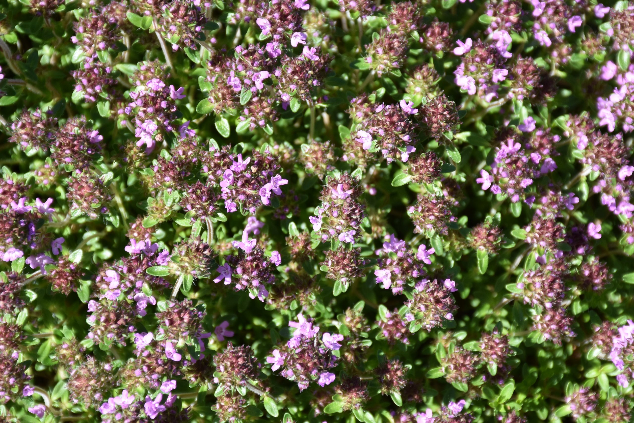 4503_thymus_serpyllum_coccineus_XS_001.jpeg