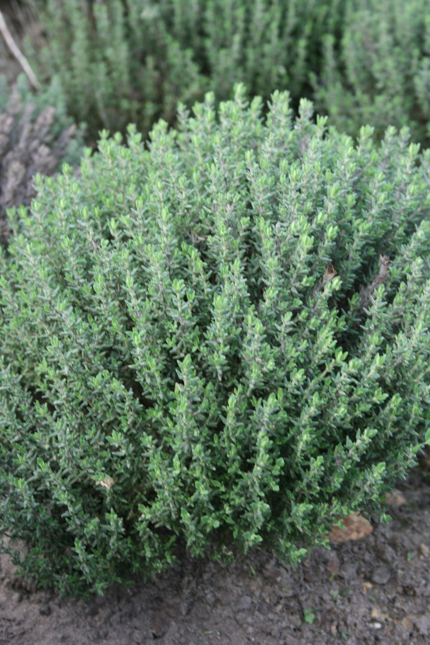 4510_thymus_vulgaris_compactus_SS_001-1.jpeg