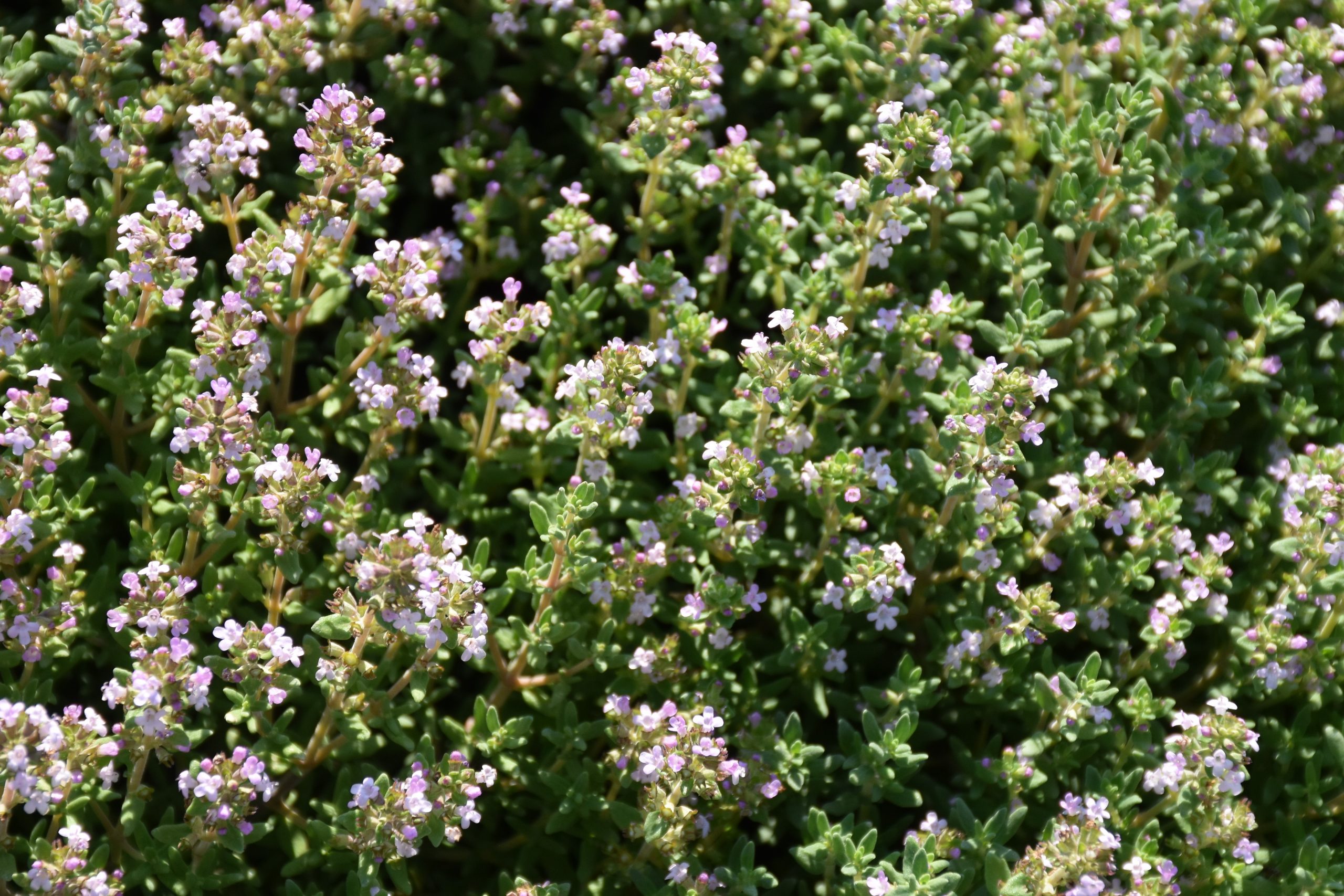 4512_thymus_vulgaris_compactus_XS_003-1.jpeg