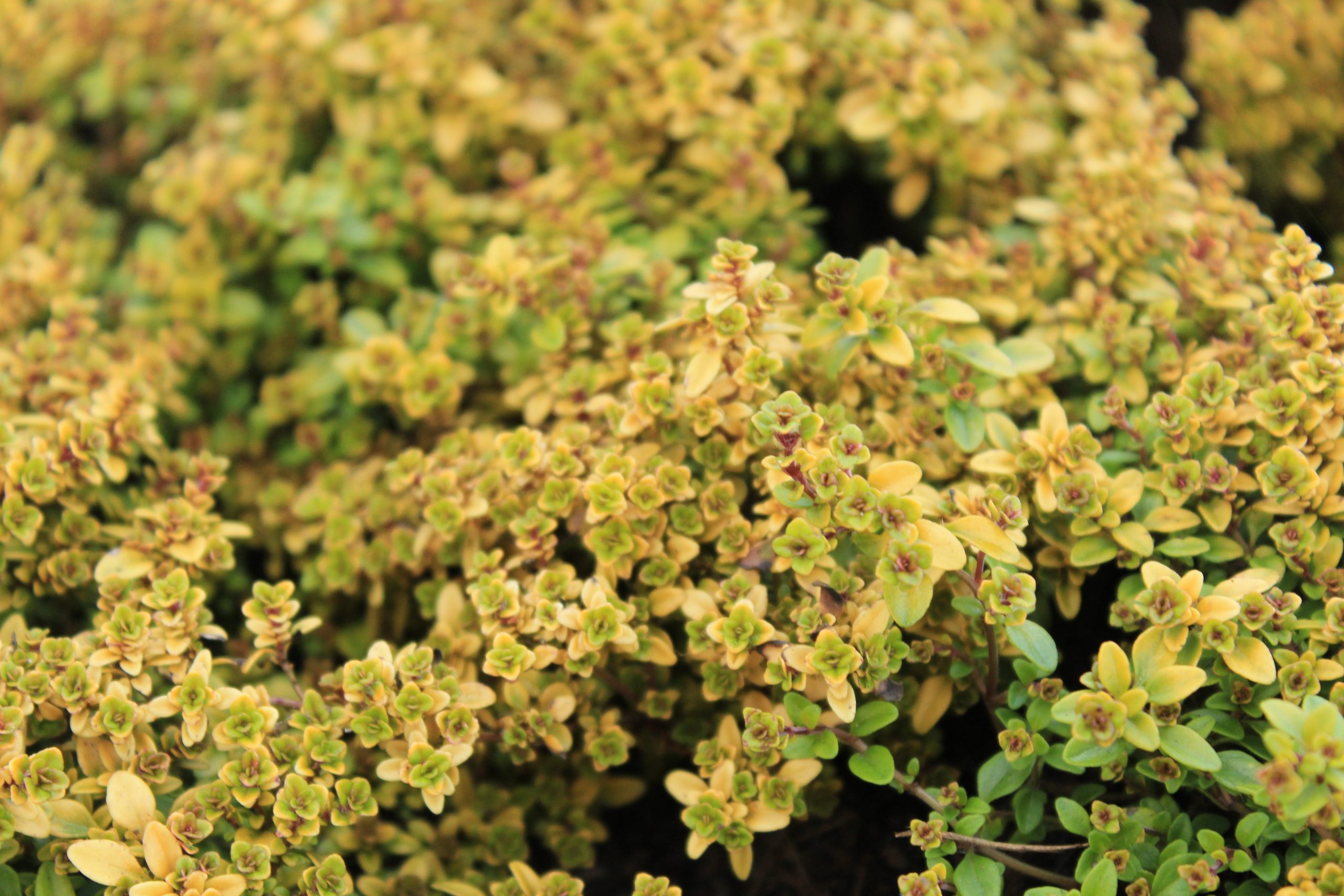4526_thymus_citriodorus_aureus_SS_001-1.jpeg
