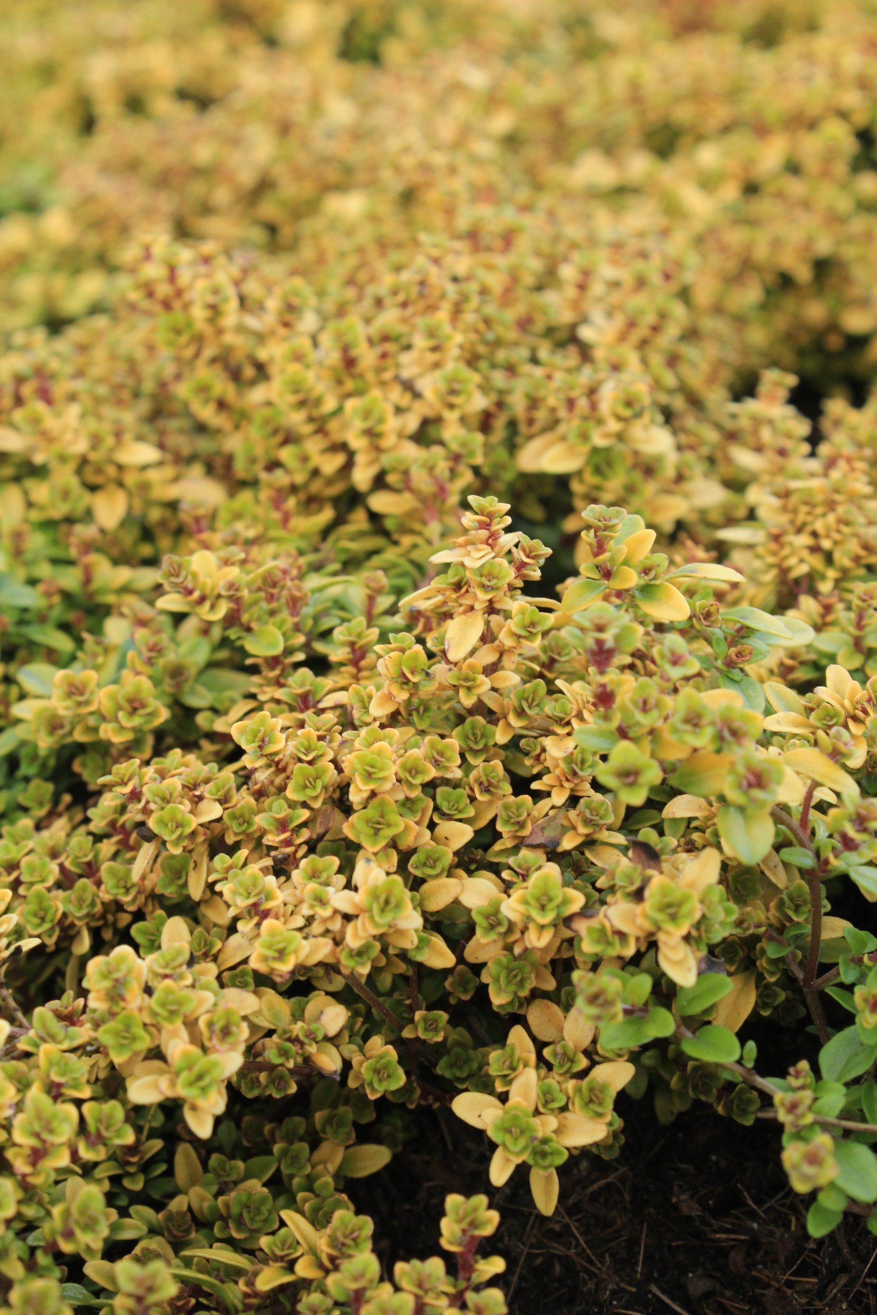 4527_thymus_citriodorus_aureus_SS_002-1.jpeg