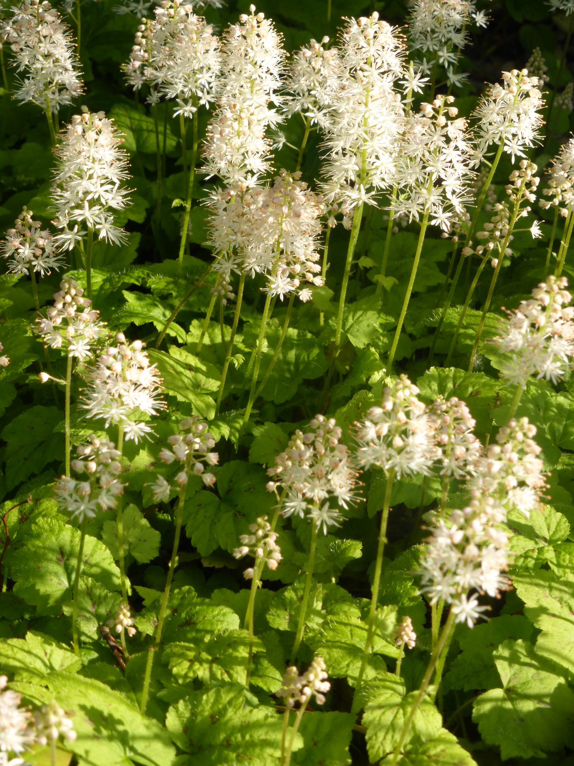 4538_tiarella_cordifolia_moorgrun_SS_001.jpeg
