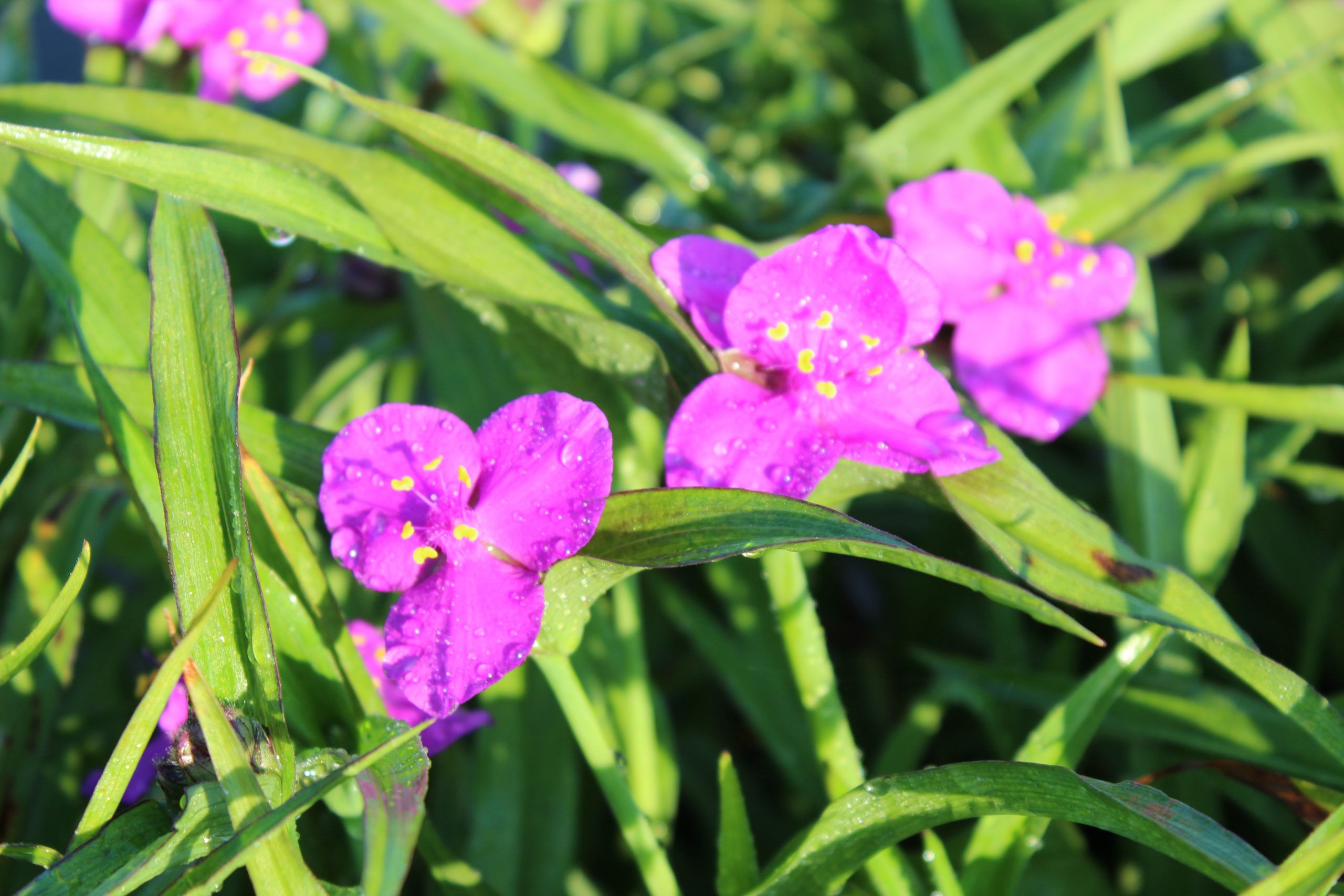4559_tradescantia_andersoniana_karminglut_SS_001.jpeg