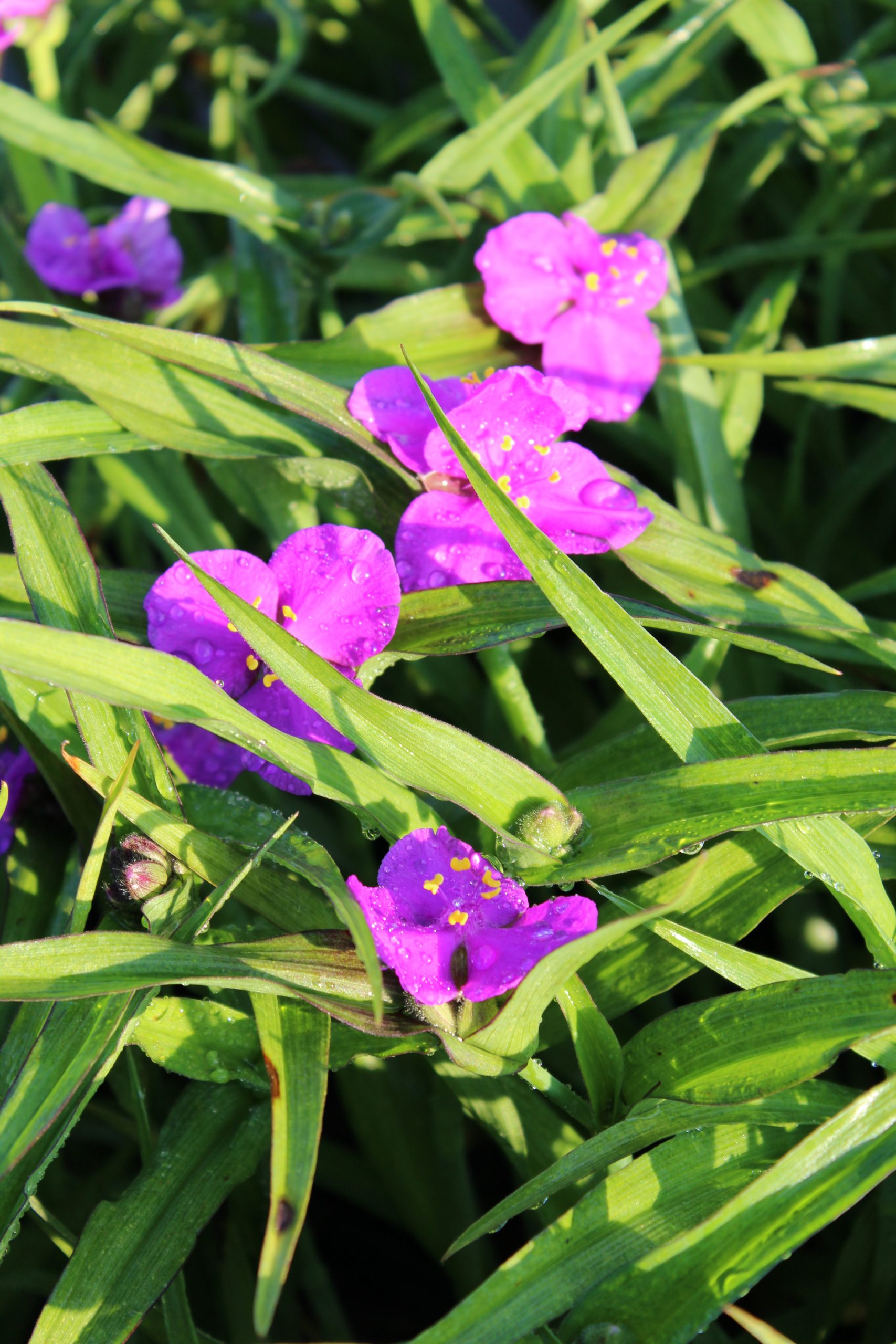 4560_tradescantia_andersoniana_karminglut_SS_002.jpeg