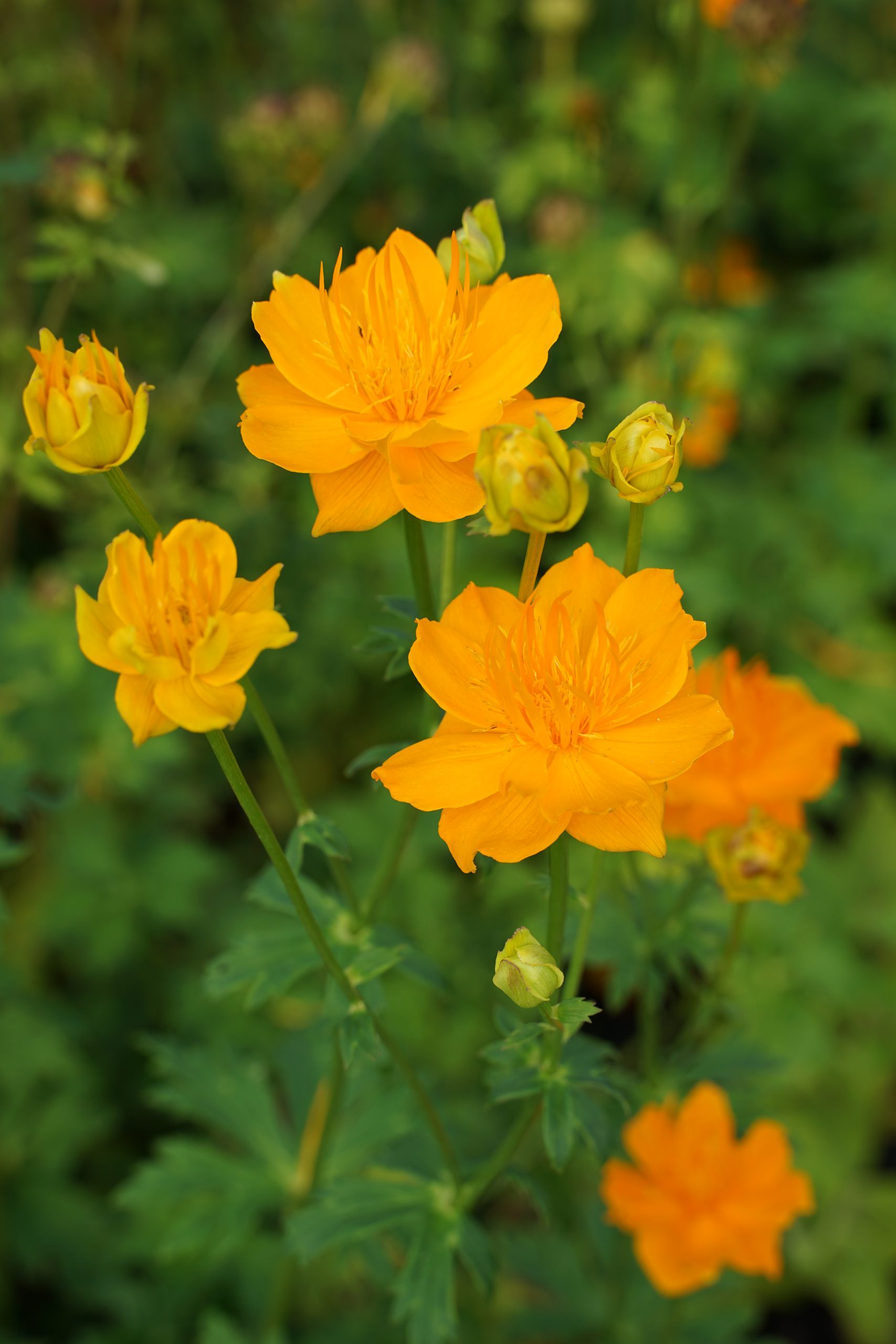 4576_trollius_chinensis_golden_queen_SS_002.jpeg