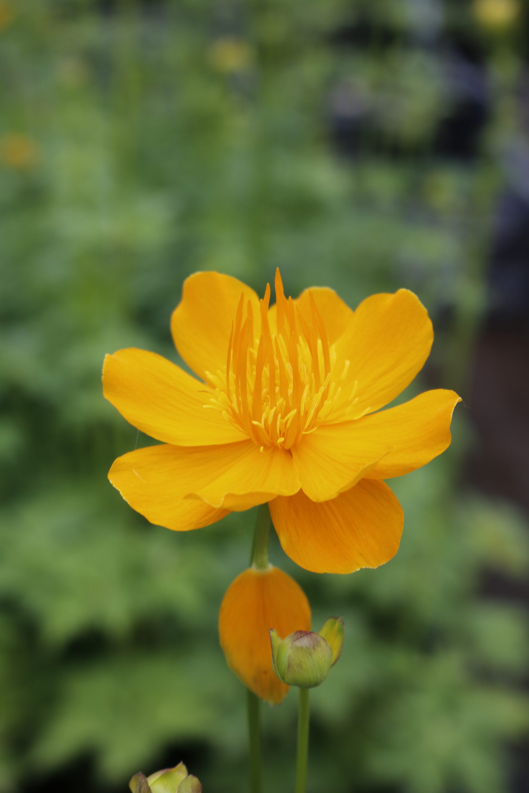 4577_trollius_chinensis_golden_queen_XS_003.jpeg