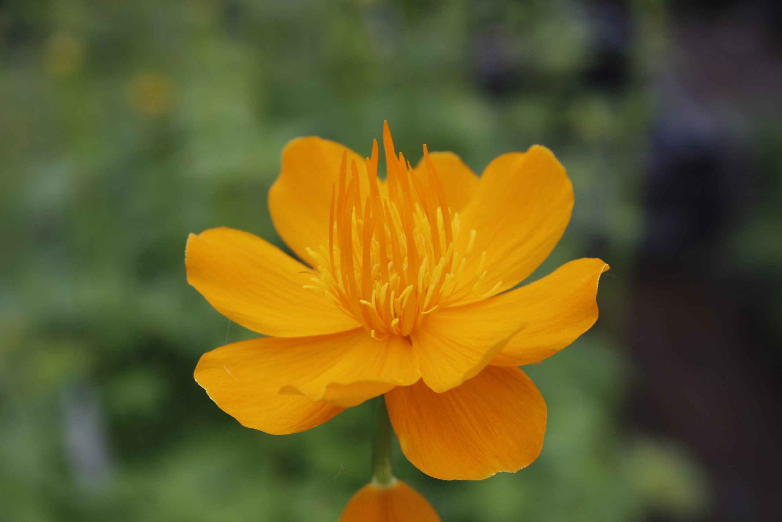 4578_trollius_chinensis_golden_queen_XS_004.jpeg