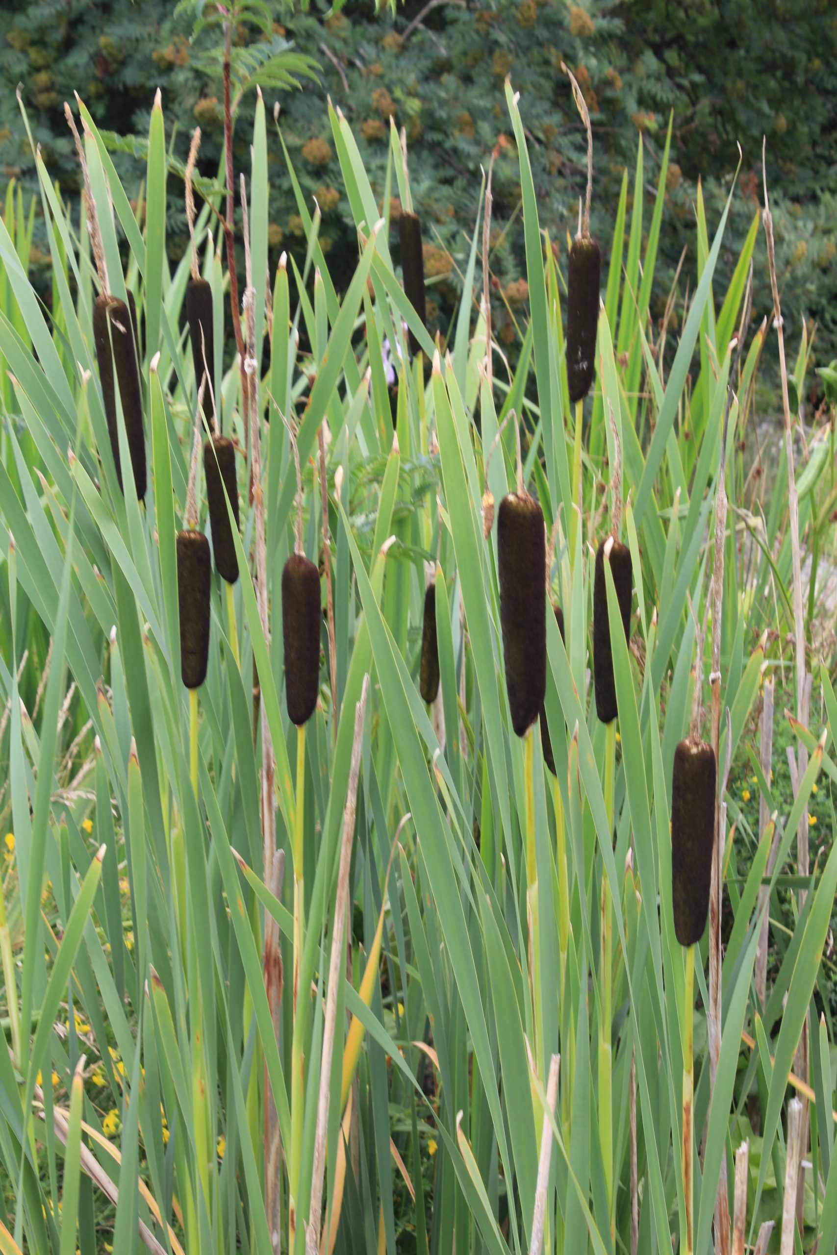 4596_typha_latifolia_SS_001.jpeg