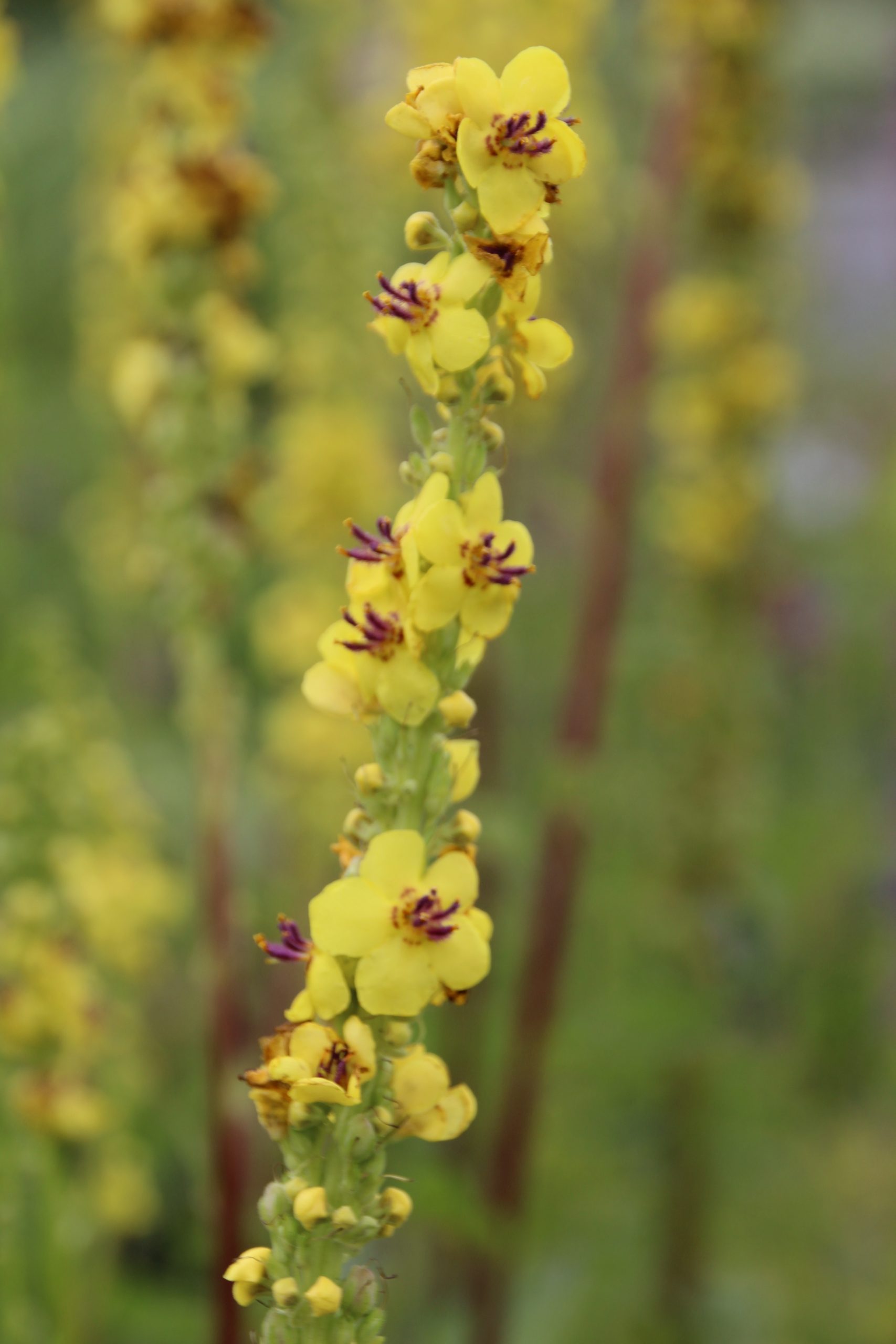 4608_verbascum_nigrum_SS_004.jpeg