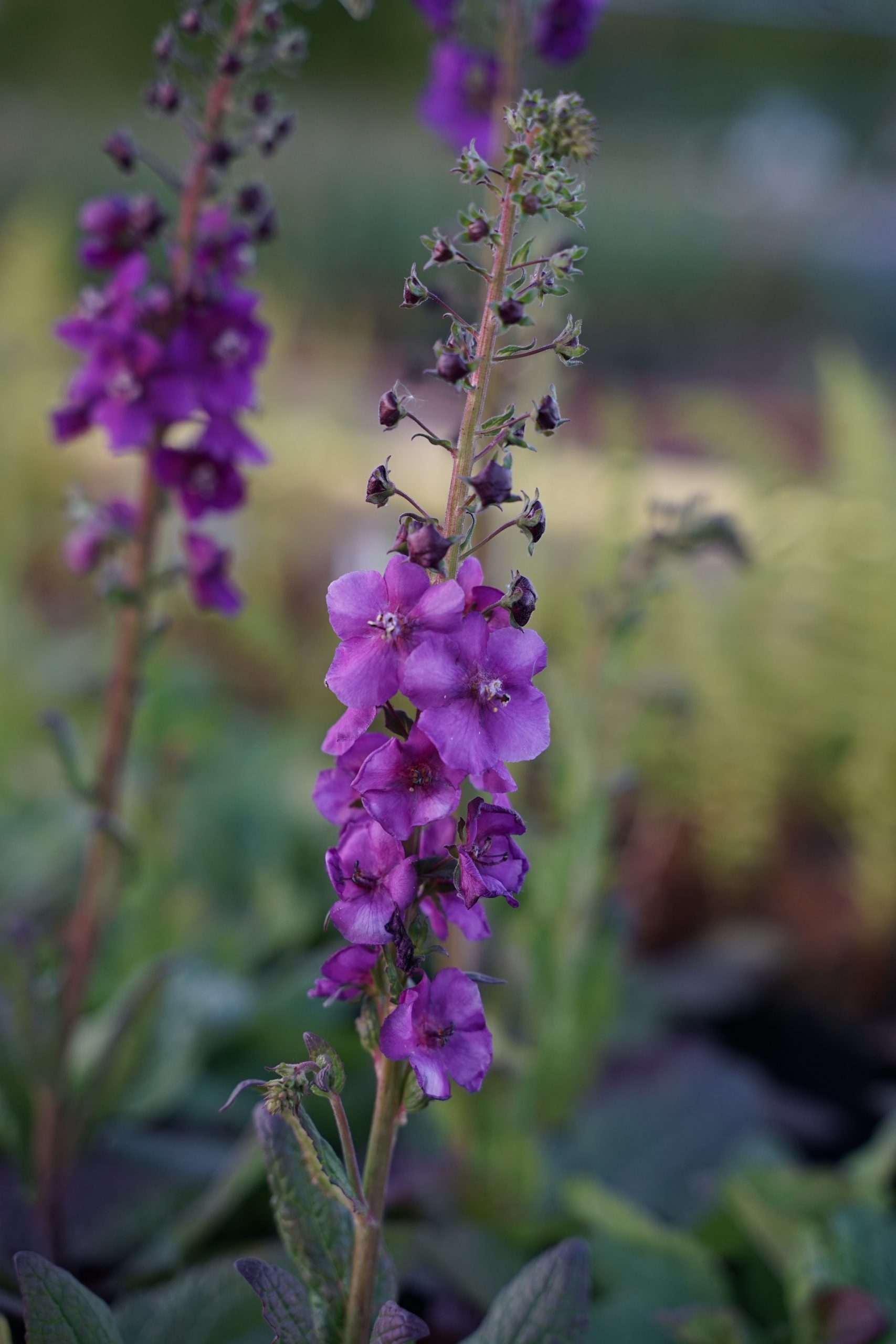 4611_verbascum_phoeniceum_SS_001.jpeg