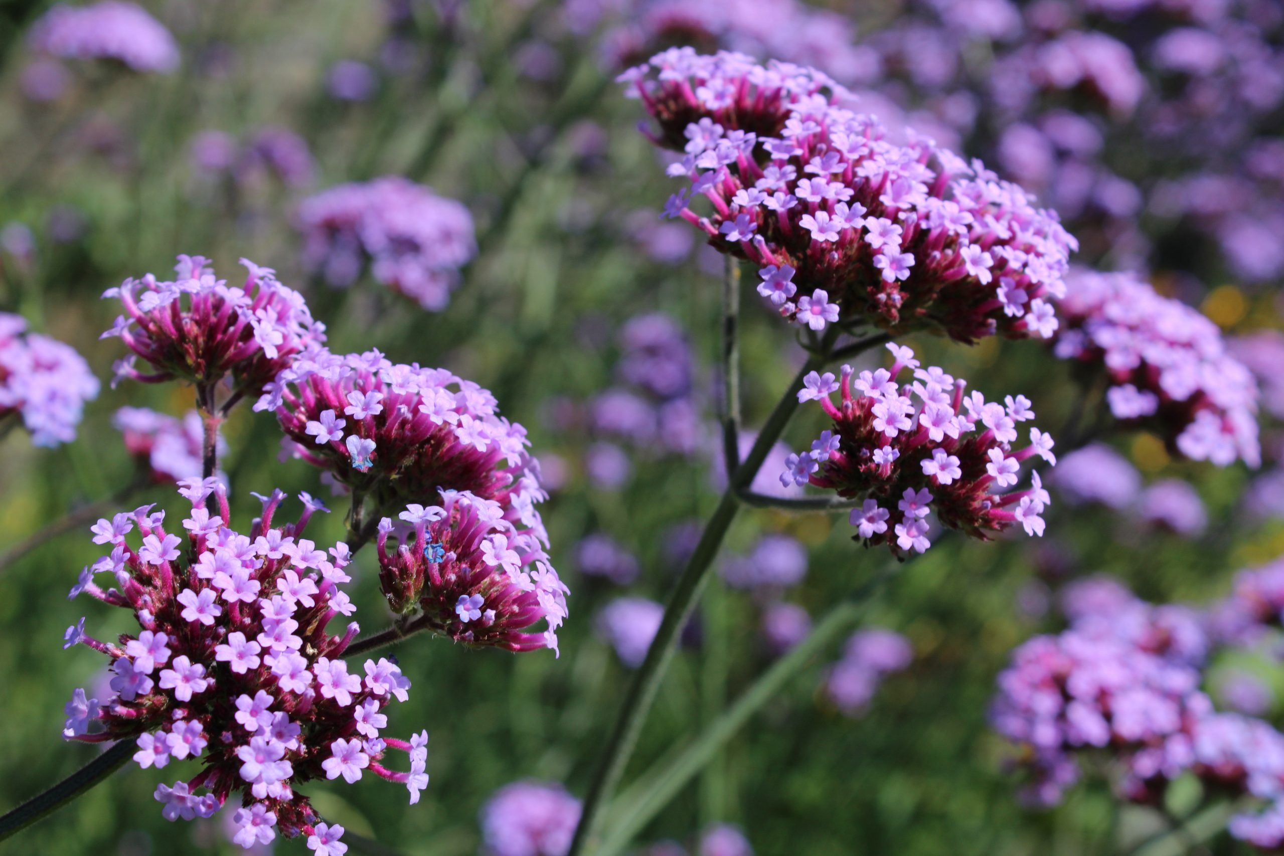 4621_verbena_bonariensis_SS_004.jpg