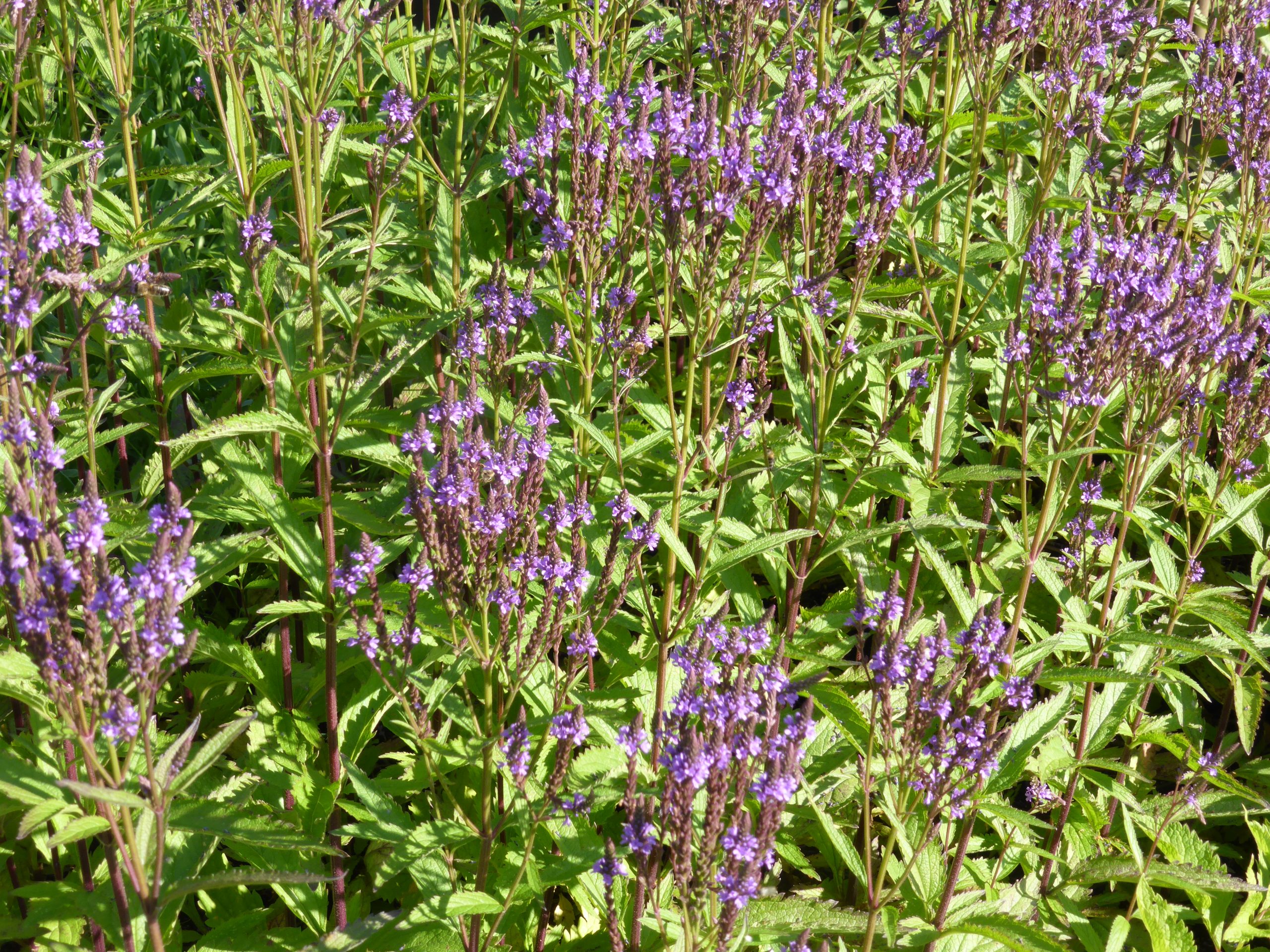 4626_verbena_hastata_blue_spires_SS_002-1.jpeg