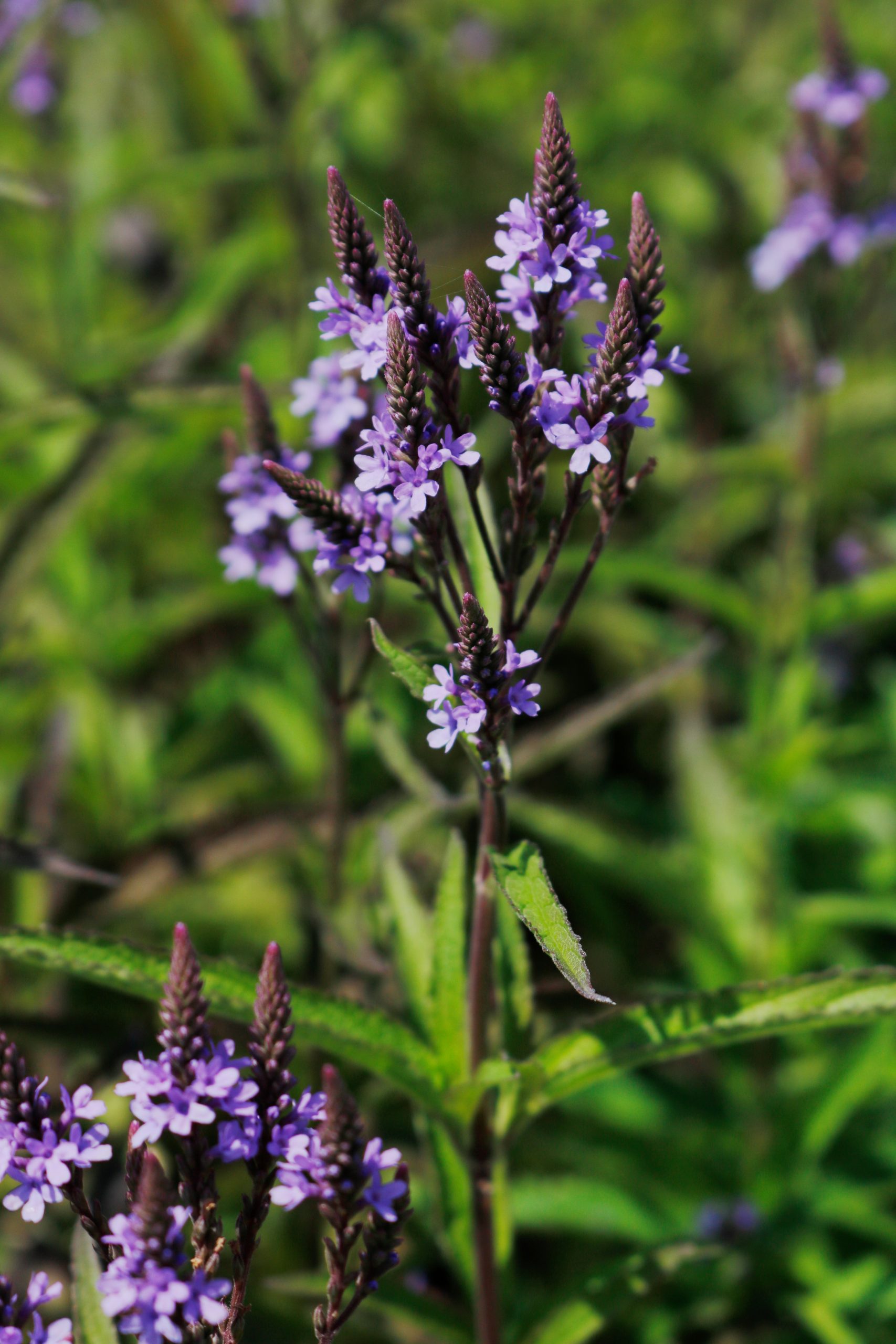 4627_verbena_hastata_blue_spires_XS_003-1.jpeg