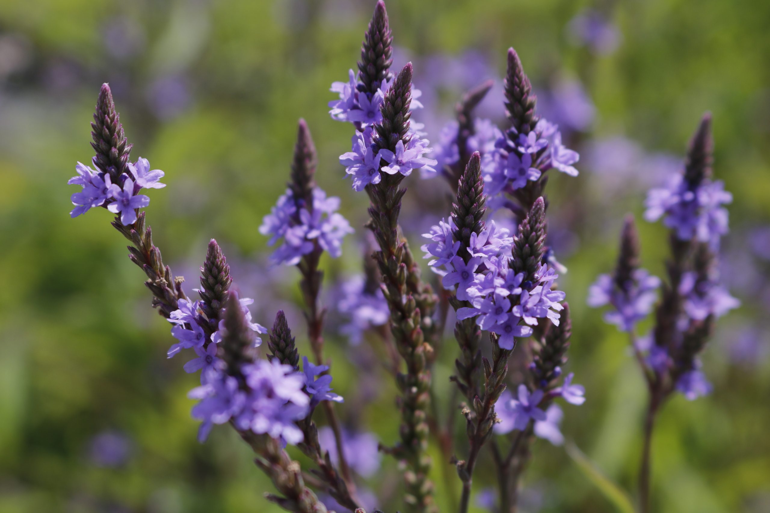4628_verbena_hastata_blue_spires_XS_004-1.jpeg