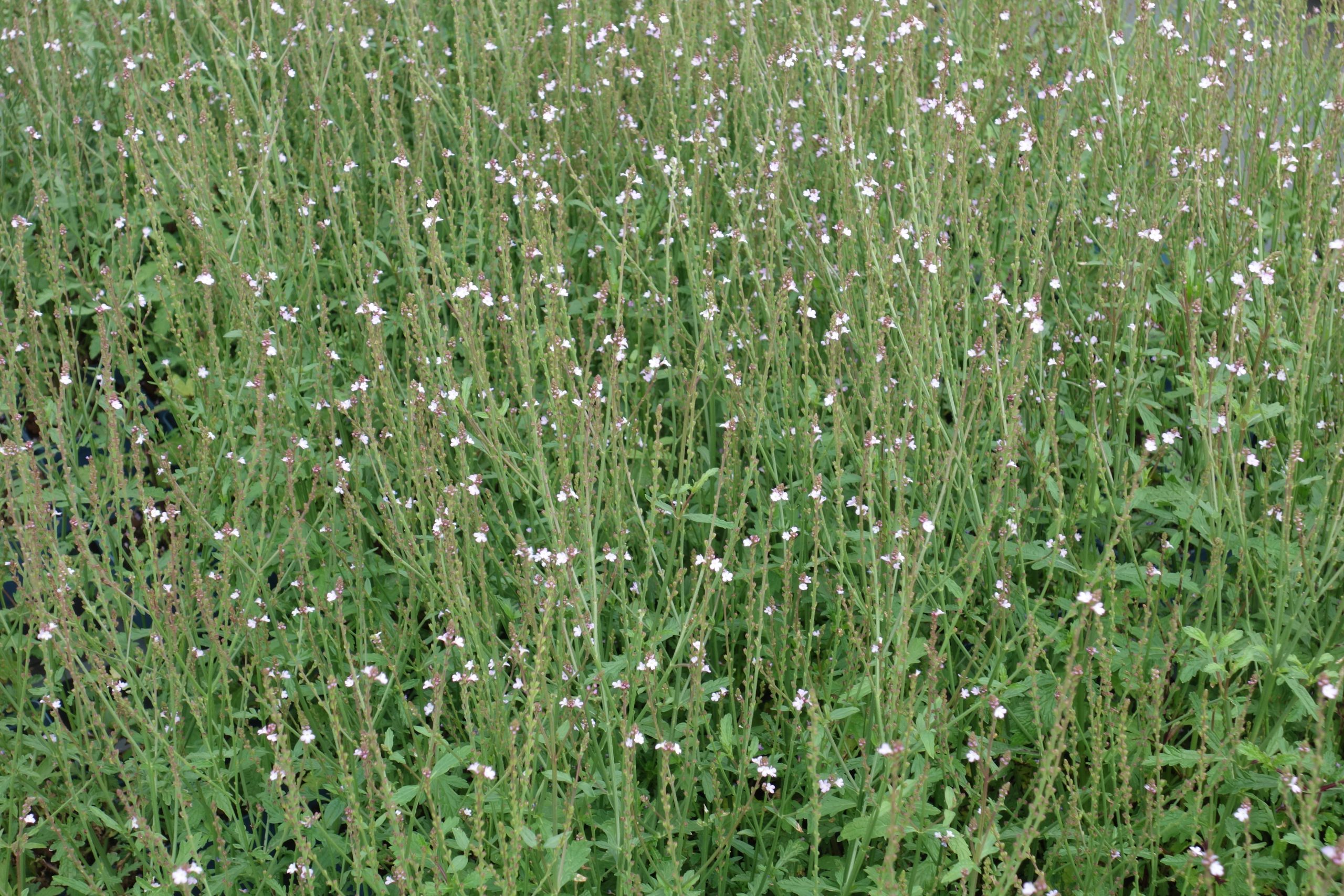 4630_verbena_officinalis_SS_001-1.jpg