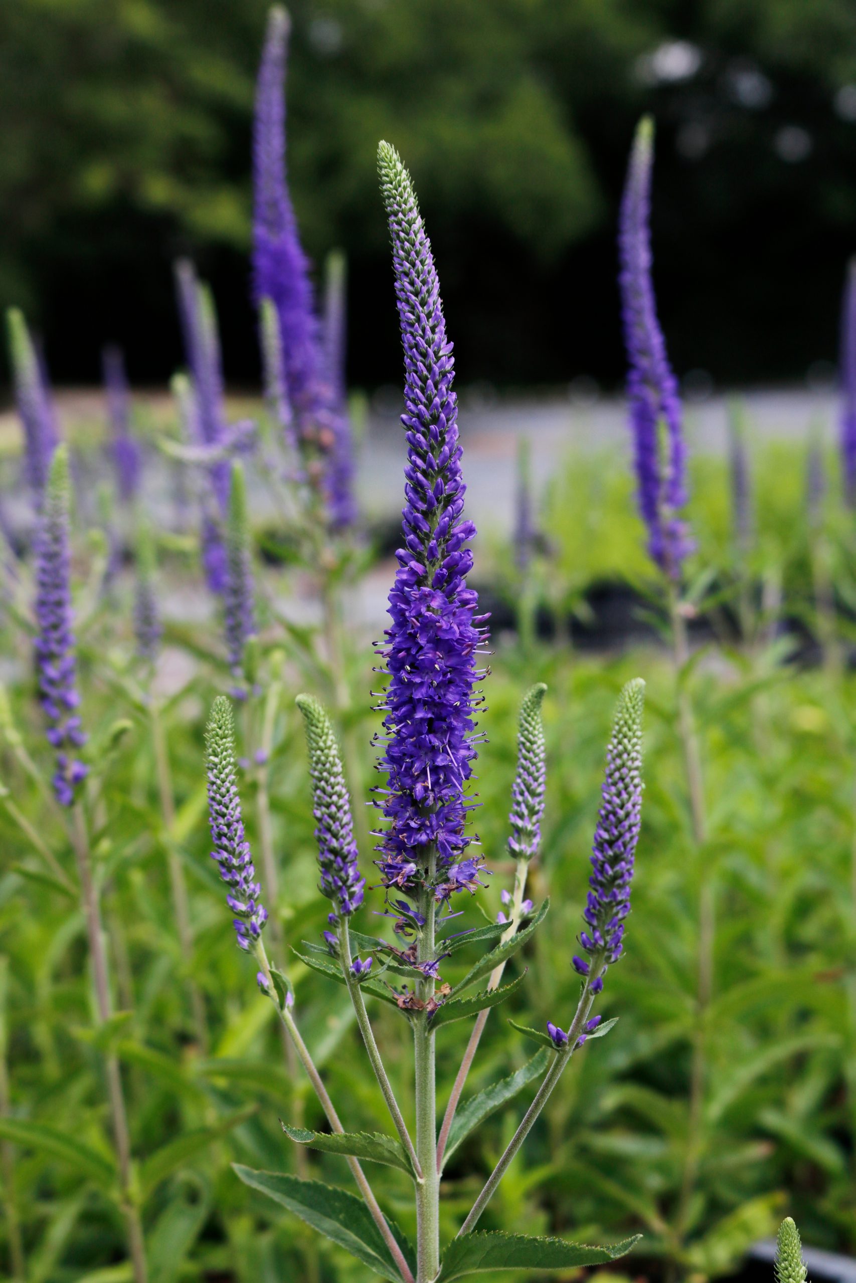 4665_veronica_spicata_azzurro_XS_005.jpeg