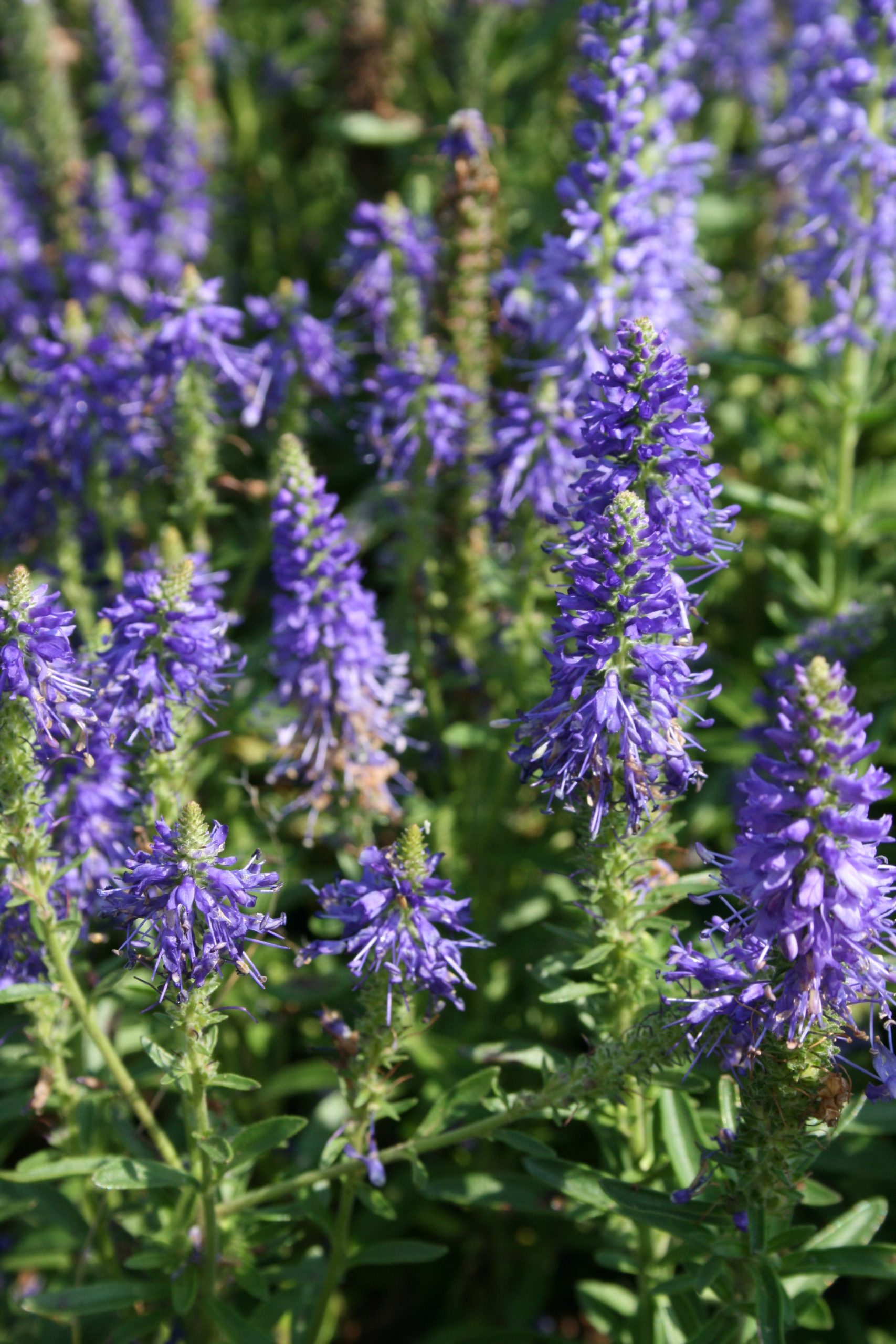 4667_veronica_spicata_blauteppich_SS_001.jpeg