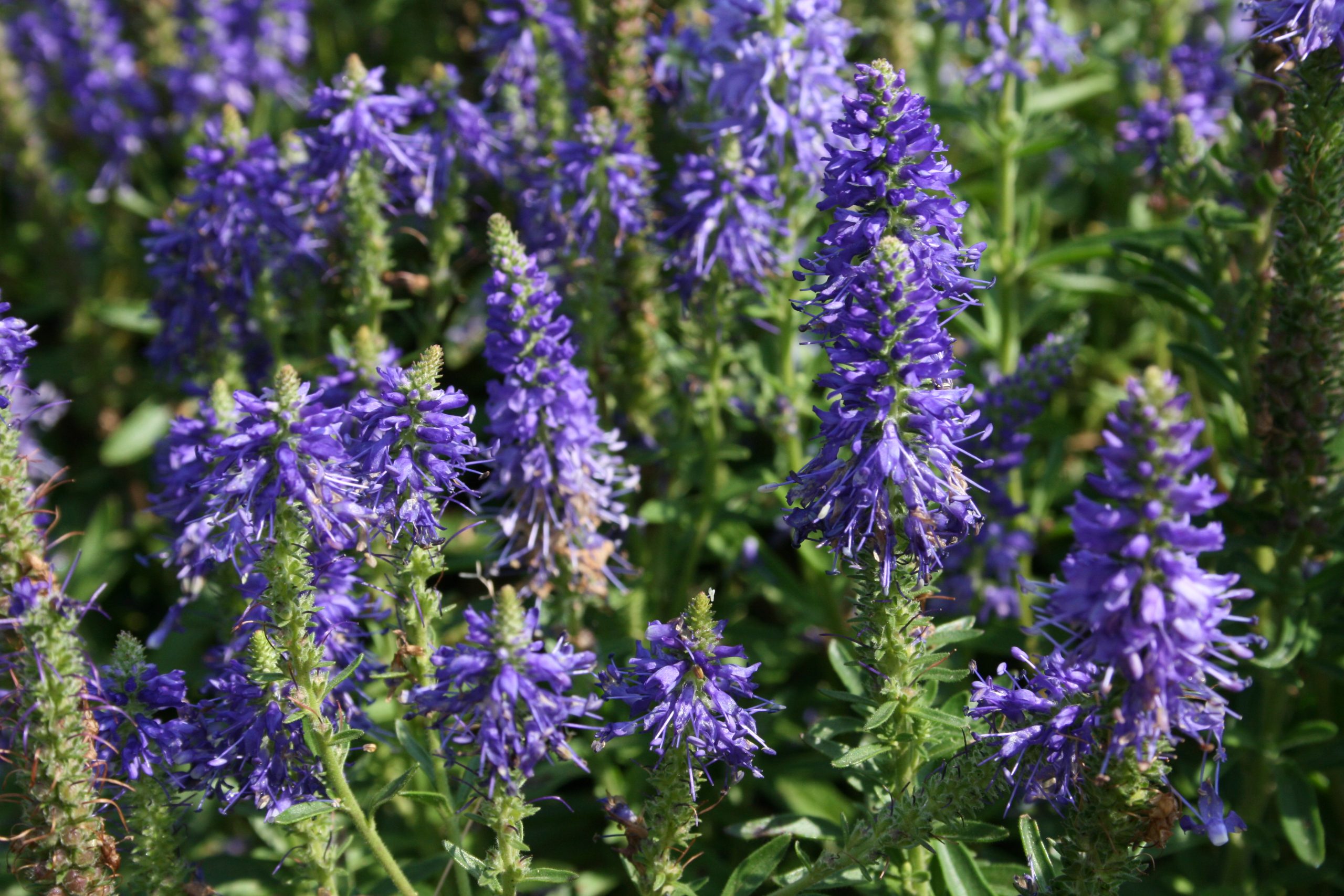 4668_veronica_spicata_blauteppich_SS_002.jpeg
