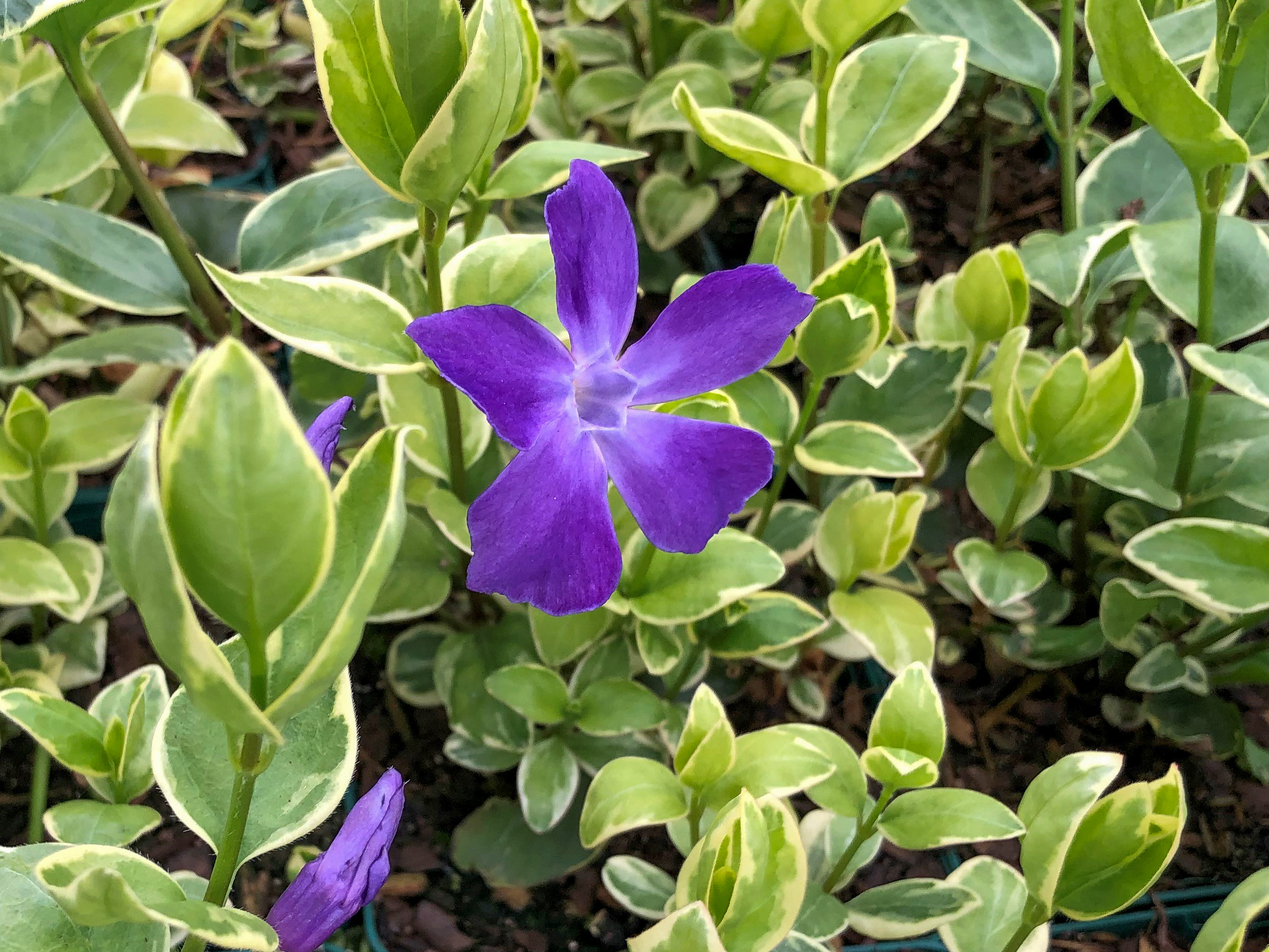 4707_vinca_major_variegata_SS_005.jpg
